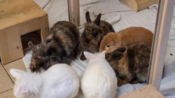 Die sechs Kaninchen sind zehn Monate alt. Sie suchen gemeinsam, paarweise, zu dritt oder auch einzeln, wenn ein Partnertier vorhanden ist, ein artgerechtes Zuhause. Fünf der Kaninchen sind Geschwister. Die drei Weibchen und zwei Männchen sind anfangs etwas ängstlich und schreckhaft, dann aber neugierig. Ihr neues Zuhause sollte deshalb etwas ruhiger sein. Es handelt sich um Angora-Teddy-Mix-Kaninchen, deshalb ist nur eine Innenhaltung möglich. Außerdem muss ihr Fell regelmäßig gebürstet und geschert werden. Der Sechste im Bunde ist Zwergwidder Undertaker. „Er ist ein nettes Kaninchen, manchmal auch ein kleiner Frechdachs“, so die Tierpfleger. Seine Schlappohren müssen regelmäßig kontrolliert und gespült werden.