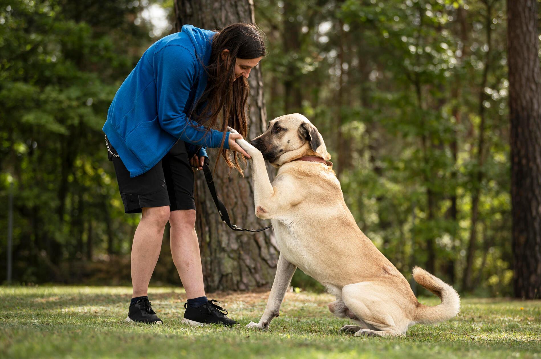 Herbert hatte keinen guten Start ins Hundeleben, der fünfjährige Rüde stammt aus schlechter Haltung. „Er ist ein sehr netter Kangal“, erzählt ein Mitarbeiter, der sich mit Artgenossen versteht. „An der Leine pöbelt er manchmal, man sollte deshalb die nötige Kraft haben, ihn zu halten.“ Der sanfte Riese wird nicht in eine reine Außenhaltung vermittelt. Herbert ist stubenrein und kann vermutlich alleine bleiben. Er wünscht sich ein Zuhause mit Garten, „da er auch bei uns viel im Außenbereich seines Zwingers liegt“, so ein Tierpfleger. Kinder im Haushalt sollten schon größer sein und seine neuen Besitzer sollten Hundeverstand mitbringen. Leider hat sich im Tierheim herausgestellt, dass er zwei kaputte Hüften hat und operiert werden muss.