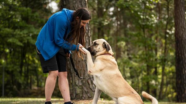Herbert hatte keinen guten Start ins Hundeleben, der fünfjährige Rüde stammt aus schlechter Haltung. „Er ist ein sehr netter Kangal“, erzählt ein Mitarbeiter, der sich mit Artgenossen versteht. „An der Leine pöbelt er manchmal, man sollte deshalb die nötige Kraft haben, ihn zu halten.“ Der sanfte Riese wird nicht in eine reine Außenhaltung vermittelt. Herbert ist stubenrein und kann vermutlich alleine bleiben. Er wünscht sich ein Zuhause mit Garten, „da er auch bei uns viel im Außenbereich seines Zwingers liegt“, so ein Tierpfleger. Kinder im Haushalt sollten schon größer sein und seine neuen Besitzer sollten Hundeverstand mitbringen. Leider hat sich im Tierheim herausgestellt, dass er zwei kaputte Hüften hat und operiert werden muss.