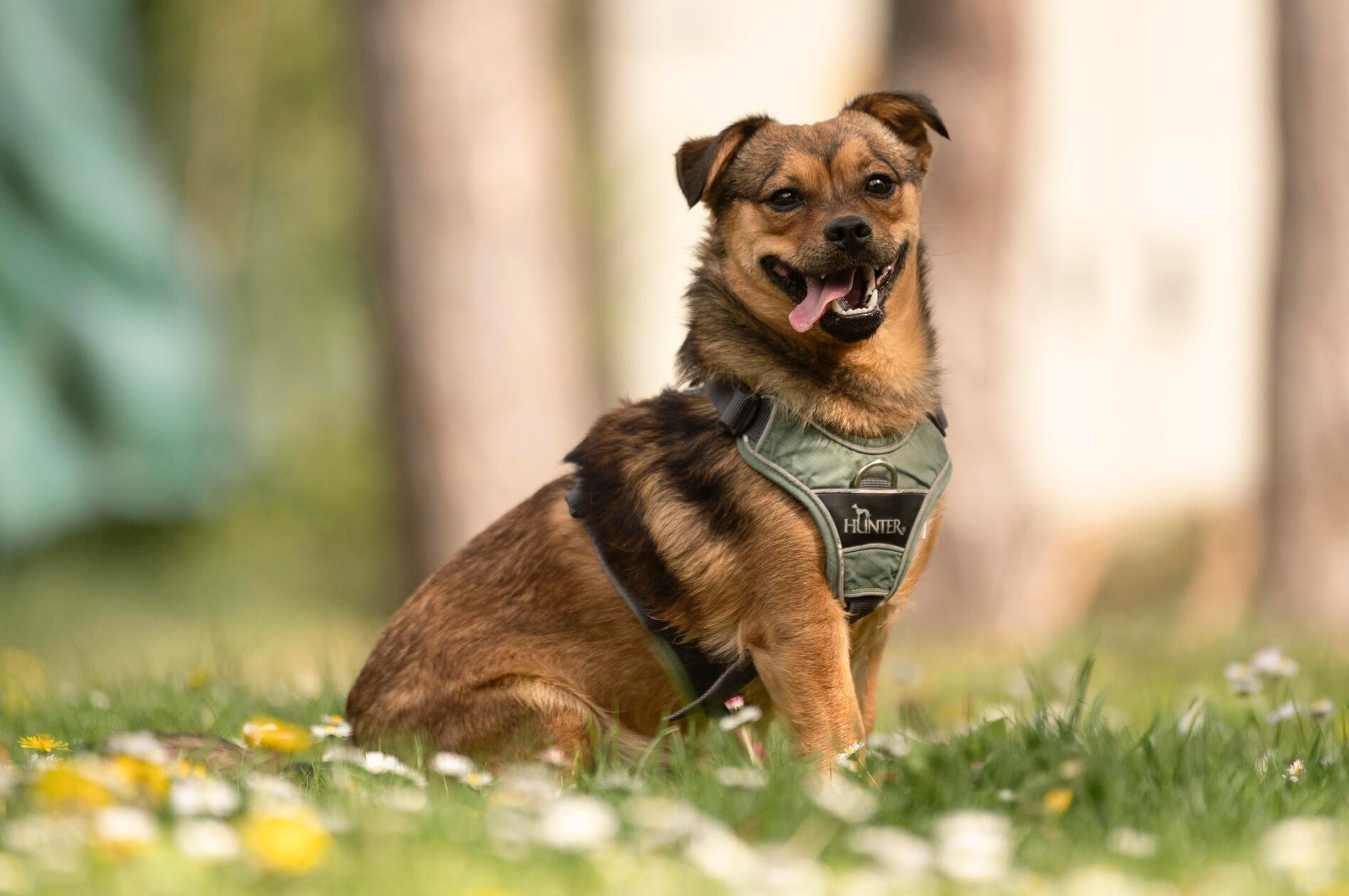 Im Tierheim Nürnberg wartet der einjährige Rüde Max auf ein neues Zuhause. Er hat als Welpe wohl als Straßenhund gelebt und mag erstmal keine fremden Menschen, kann in stressigen Situationen auch zubeißen. Potenzielle neue Besitzer müssen damit rechnen, dass mehrere Besuche nötig sind, bis Max sie in sein Herz schließen kann. Dann ist er ein „super toller Hund und ein echt lustiges Kerlchen“. Der Mischling geht gerne Gassi, flitzt gerne herum und liebt Apportieren. Ein neues Zuhause mit Garten wäre daher ideal. Bei Besuch muss er einen Maulkorb tragen oder in einem anderen Zimmer warten. Hundeerfahrung wäre wichtig, Kinder sollten nicht im neuen Zuhause leben, bei anderen Hunden entscheidet die Sympathie. Max ist nicht kastriert.