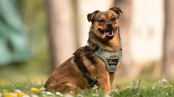 Im Tierheim Nürnberg wartet der einjährige Rüde Max auf ein neues Zuhause. Er hat als Welpe wohl als Straßenhund gelebt und mag erstmal keine fremden Menschen, kann in stressigen Situationen auch zubeißen. Potenzielle neue Besitzer müssen damit rechnen, dass mehrere Besuche nötig sind, bis Max sie in sein Herz schließen kann. Dann ist er ein „super toller Hund und ein echt lustiges Kerlchen“. Der Mischling geht gerne Gassi, flitzt gerne herum und liebt Apportieren. Ein neues Zuhause mit Garten wäre daher ideal. Bei Besuch muss er einen Maulkorb tragen oder in einem anderen Zimmer warten. Hundeerfahrung wäre wichtig, Kinder sollten nicht im neuen Zuhause leben, bei anderen Hunden entscheidet die Sympathie. Max ist nicht kastriert.