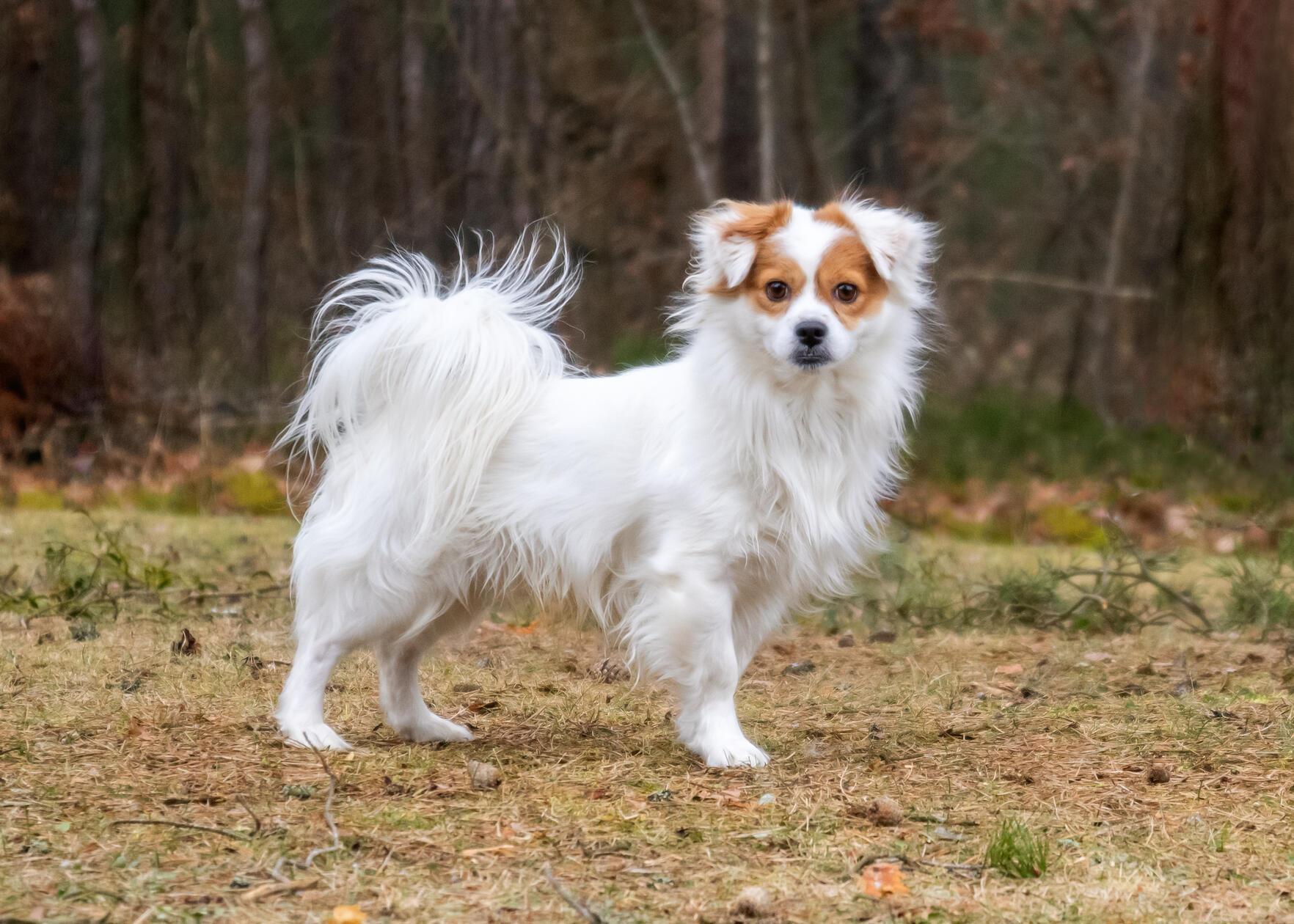 Scooby ist ein dreijähriger Mischling, der schon einiges in seinem Hundeleben mitmachen musste. Der putzige Rüde stammt aus schlechter Haltung. Nun ist er zum zweiten Mal im Tierheim gelandet, doch daran trägt Scooby keine Schuld. „Leider ist seine Vermittlung schief gegangen“, heißt es aus dem Tierheim. „Egal, wie viel wir kontrollieren, man kann den Menschen leider nur vor den Kopf schauen.“ Die Leidtragenden dabei sind immer die Tiere. Scooby ist anfangs etwas unsicher und skeptisch, dann aber mit seinen Menschen nett und verspielt. Er braucht noch etwas Erziehung - gerade draußen beim Gassi gehen - und endlich ein liebevolles Zuhause.