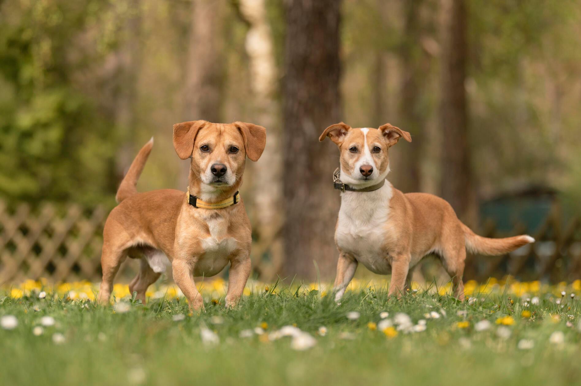 Ollye und Lisa sind zwei Mischlingshunde im Alter von sechs Jahren. Die beiden weiblichen Hunde sind kastriert und leben nun seit dem 19. Februar 2026 im Tierheim Nürnberg. Dort sind sie aus finanziellen Gründen des vorherigen Besitzer gelandet. Bislang durften sie nur wenig erleben, schreibt das Tierheim. Sie waren kaum Gassi und sind aktuell noch nicht stubenrein. Da sie sehr aneinander hängen wollen die Verantwortlichen vesuchen, sie zusammen zu vermitteln - beim Füttern sollten sie allerdings getrennt werden. Grundsätzlich kommen sie mit anderen Hunden gut klar, bei Ollye entscheidet besonders bei Rüden aber die Sympathie. Auch mit Kindern können sich die Verantwortlichen die beiden gut vorstellen.