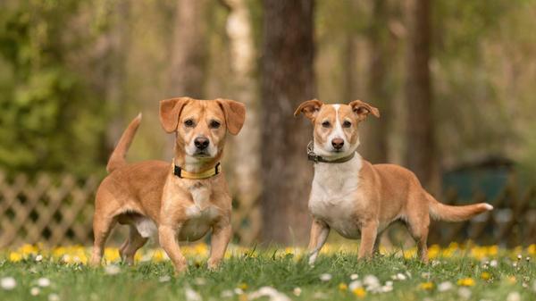 Ollye und Lisa sind zwei Mischlingshunde im Alter von sechs Jahren. Die beiden weiblichen Hunde sind kastriert und leben nun seit dem 19. Februar 2026 im Tierheim Nürnberg. Dort sind sie aus finanziellen Gründen des vorherigen Besitzer gelandet. Bislang durften sie nur wenig erleben, schreibt das Tierheim. Sie waren kaum Gassi und sind aktuell noch nicht stubenrein. Da sie sehr aneinander hängen wollen die Verantwortlichen vesuchen, sie zusammen zu vermitteln - beim Füttern sollten sie allerdings getrennt werden. Grundsätzlich kommen sie mit anderen Hunden gut klar, bei Ollye entscheidet besonders bei Rüden aber die Sympathie. Auch mit Kindern können sich die Verantwortlichen die beiden gut vorstellen.