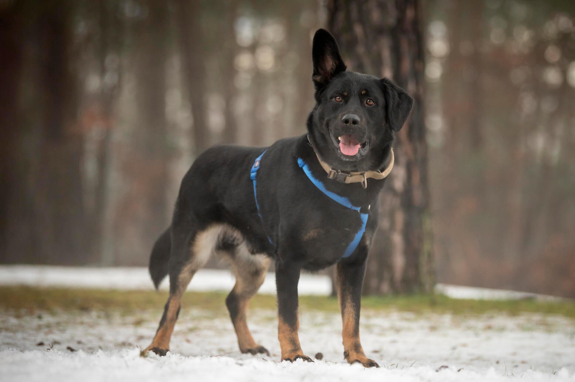 Wer kann diesem treuen Hundeblick widerstehen? Dabei hat der zweijährige Henry, ein Schäferhund-Mix, schon einiges in seinem jungen Hundeleben erlebt. Sein Halter hat ihn kurz vor Weihnachten ausgesetzt, vermuten die Tierheimmitarbeiter. Der Vierbeiner mit dem kecken Schlappohr ist stubenrein, braucht aber noch etwas Erziehung - etwa bei der Leinenführigkeit. „Henry sucht sich seine Menschen aus und übernimmt bei unsicheren Menschen die Führung“, berichten die Tierpfleger. Die neuen Besitzer sollten deshalb Hundeerfahrung mitbringen. Henry kennt den Maulkorb. Für ihn suchen die Mitarbeiter ein neues Zuhause in einem Haus mit Garten im ländlichen Bereich und ohne Kinder. Bei Artgenossen entscheidet die Sympathie.
