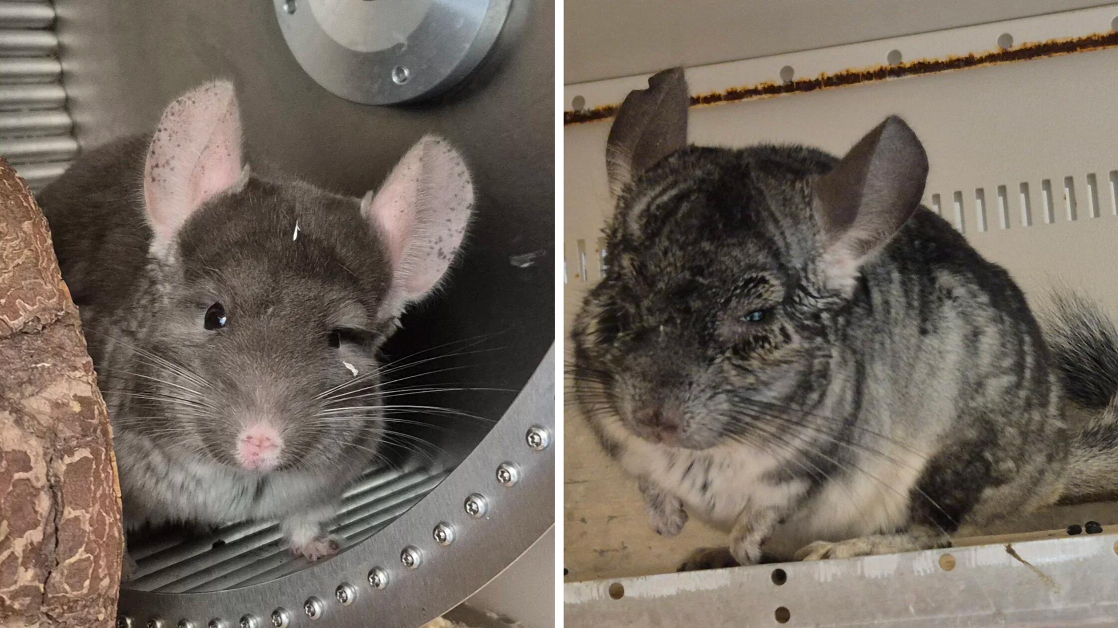 Chin-Charming und Chincharella heißen die beiden Chinchillas, die seit dem 19. Januar dieses Jahres im Tierheim Nürnberg leben. Chin-Charming ist männlich und kastriert, Chincharella ist ein weibliches Tier. Das Alter der beiden ist unbekannt, es wird aber vermutet, dass sie schon etwas älter sind. Die beiden kamen über das Amt ins Tierheim und befanden sich in einem "katastrophalen Zustand". Bei dem weiblichen Tier war der Schwanz offen und unbehandelt, weshalb er schlussendlich amputiert werden musste. Die Zähne seien abgeklärt, heißt es von Seiten des Tierheims. Beide sind nicht handzahm und eher ängstlich, weshalb sie nicht an Familien mit Kindern vermittelt werden sollten.