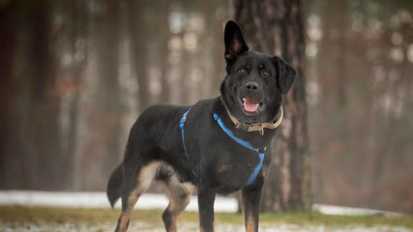 Wer kann diesem treuen Hundeblick widerstehen? Dabei hat der zweijährige Henry, ein Schäferhund-Mix, schon einiges in seinem jungen Hundeleben erlebt. Sein Halter hat ihn kurz vor Weihnachten ausgesetzt, vermuten die Tierheimmitarbeiter. Der Vierbeiner mit dem kecken Schlappohr ist stubenrein, braucht aber noch etwas Erziehung - etwa bei der Leinenführigkeit. „Henry sucht sich seine Menschen aus und übernimmt bei unsicheren Menschen die Führung“, berichten die Tierpfleger. Die neuen Besitzer sollten deshalb Hundeerfahrung mitbringen. Henry kennt den Maulkorb. Für ihn suchen die Mitarbeiter ein neues Zuhause in einem Haus mit Garten im ländlichen Bereich und ohne Kinder. Bei Artgenossen entscheidet die Sympathie.