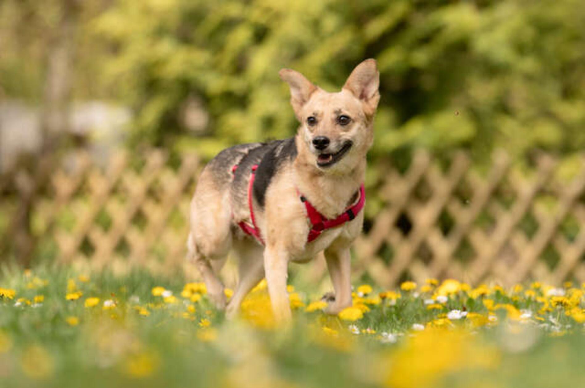 Klara ist eine sieben Jahre alte Mischlings-Hündin. Seit dem 19. Februar 2026 ist sie im Tierheim Nürnberg. Mit drei anderen Hunden musste sie dorthin, da die Besitzer finanzielle Probleme hatten. In ihrem vorherigen Zuhause hate Klara wenig kennengelernt und war wohl auch selten bis nie Gassi. Daher ist sie sehr unsicher und braucht Menschen mit viel Geduld. Aktuell lebt sie bei Pflegern, um sich an die Umwelt zu gewöhnen. Dabei stellte sich heraus, dass sie neben anderen Hunden auch Katzen mag. Und: Klara ist stubenrein. Die ängstliche, aber liebevolle Hündin sucht nun ein Zuhause - das ländlich sein sollte - für immer. Kinder sollten schon größer sein und vor allem Verständnis dafür mitbringen, dass die Hündin Zeit braucht. 