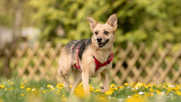Klara ist eine sieben Jahre alte Mischlings-Hündin. Seit dem 19. Februar 2026 ist sie im Tierheim Nürnberg. Mit drei anderen Hunden musste sie dorthin, da die Besitzer finanzielle Probleme hatten. In ihrem vorherigen Zuhause hate Klara wenig kennengelernt und war wohl auch selten bis nie Gassi. Daher ist sie sehr unsicher und braucht Menschen mit viel Geduld. Aktuell lebt sie bei Pflegern, um sich an die Umwelt zu gewöhnen. Dabei stellte sich heraus, dass sie neben anderen Hunden auch Katzen mag. Und: Klara ist stubenrein. Die ängstliche, aber liebevolle Hündin sucht nun ein Zuhause - das ländlich sein sollte - für immer. Kinder sollten schon größer sein und vor allem Verständnis dafür mitbringen, dass die Hündin Zeit braucht.