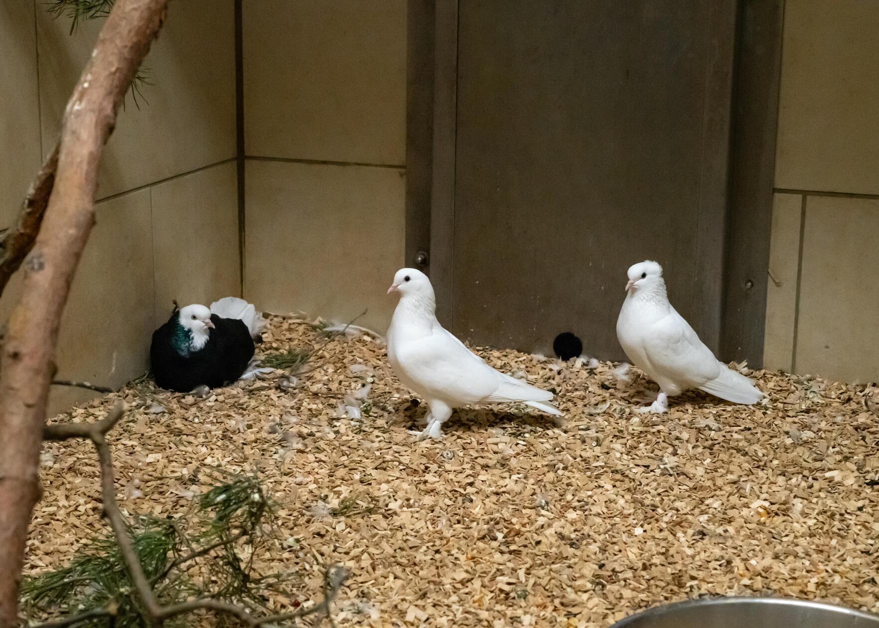 Seit Anfang Januar befinden sich einige Zuchttauben in der Einrichtung in Erlenstegen. Sie wurden alle gefunden, sind rund vier Jahre alt und suchen ein artgerechtes Heim. Nun sind noch Artgenossen dazugekommen, ihre Zahl ist auf neun gestiegen.