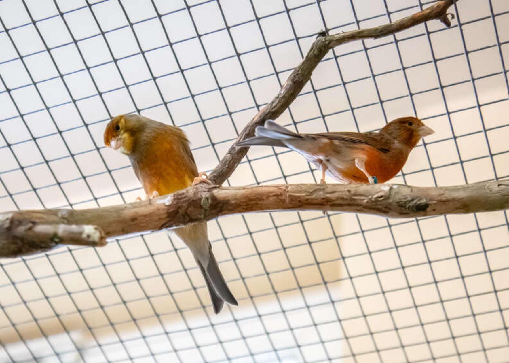Mehrere Kanarienvögel (männlich und weiblich) sitzen derzeit ebenfalls im Tierheim Nürnberg. Namen haben die Vögel noch keine. Wie aus dem Tierheim bekannt, werden die Tiere, die unterschiedlichen Alters sind, nicht in Einzelhaltung und reiner Käfighaltung vermittelt. Die Pflegerinnen und Pfleger informieren hierzu detailliert auf Anfrage.