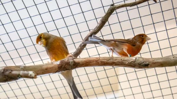 Mehrere Kanarienvögel (männlich und weiblich) sitzen derzeit ebenfalls im Tierheim Nürnberg. Namen haben die Vögel noch keine. Wie aus dem Tierheim bekannt, werden die Tiere, die unterschiedlichen Alters sind, nicht in Einzelhaltung und reiner Käfighaltung vermittelt. Die Pflegerinnen und Pfleger informieren hierzu detailliert auf Anfrage.
