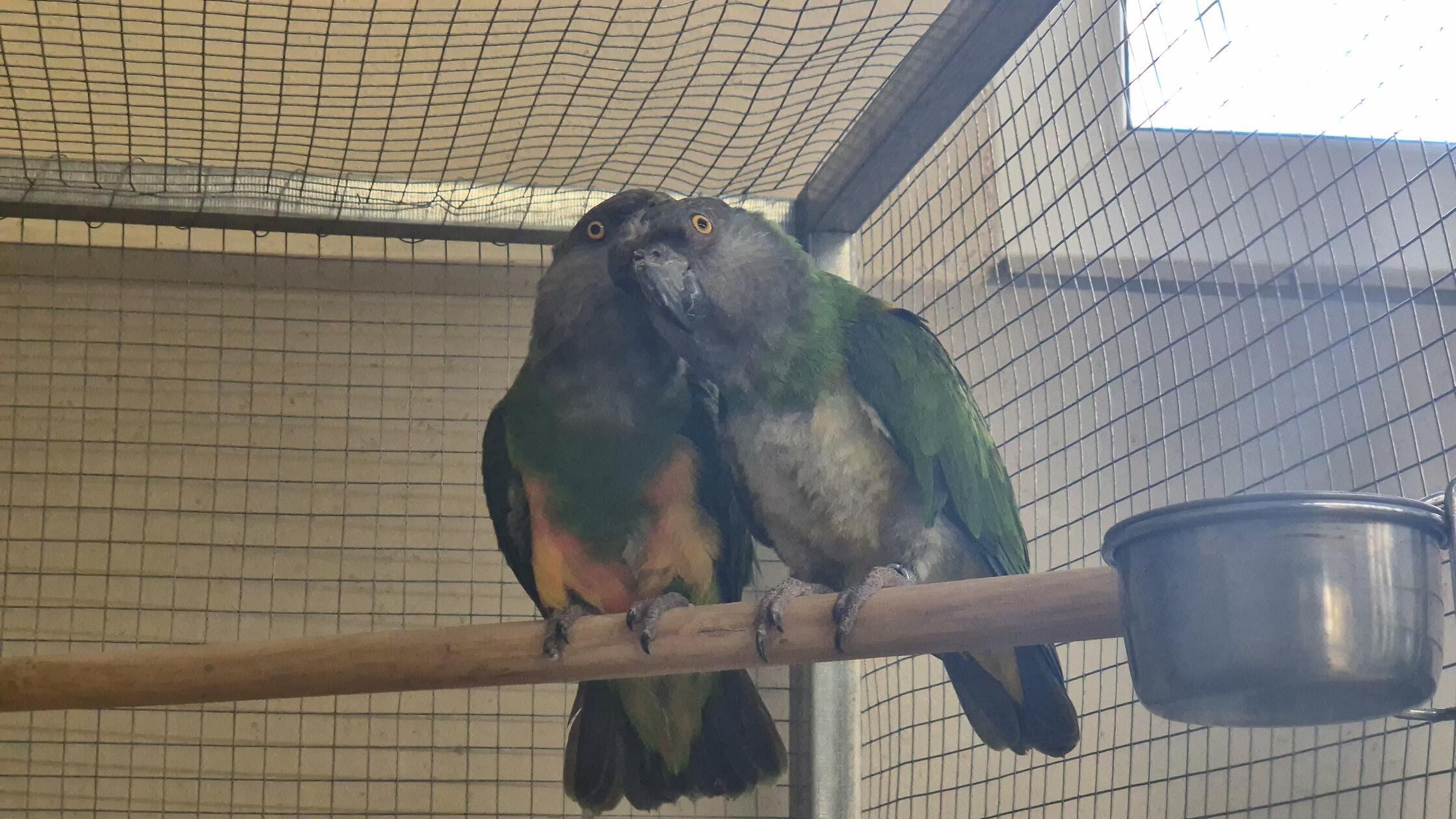 „Große Männerliebe“ - heißt es aus dem Tierheim. Die beiden Senegalpapageien Pari (26) und Senator (36) sind aus unterschiedlichen Gründen vor fast einem Jahr in der Einrichtung in Erlenstegen gelandet. Beide haben lange alleine gelebt. Erst haben die Mitarbeiter versucht, getrennt voneinander ein Zuhause für die beiden zu finden. Nachdem das gescheitert ist, sollten die gefiederten Gesellen nicht länger alleine sein: Die Tierpfleger starteten einen Vergesellschaftungsversuch. Trotz vorheriger Einzelhaltung war es Liebe auf den ersten Blick. Die Vögel suchen gemeinsam ein artgerechtes Zuhause. Bei Interesse, bitte melden. Das Tierheim freut sich über eine Mail mit Bildern der Haltung und eine Telefonnummer unter info@tierheim-nuernberg.de