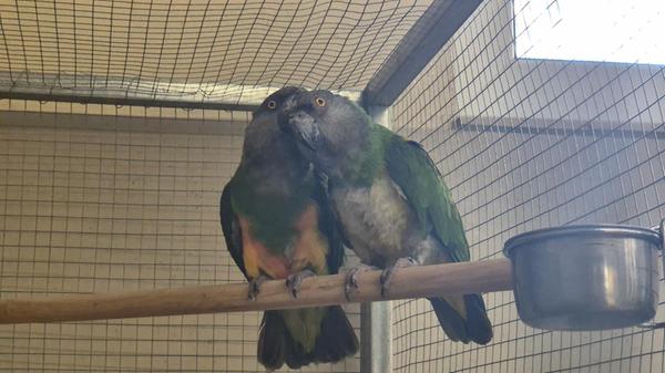 „Große Männerliebe“ - heißt es aus dem Tierheim. Die beiden Senegalpapageien Pari (26) und Senator (36) sind aus unterschiedlichen Gründen vor fast einem Jahr in der Einrichtung in Erlenstegen gelandet. Beide haben lange alleine gelebt. Erst haben die Mitarbeiter versucht, getrennt voneinander ein Zuhause für die beiden zu finden. Nachdem das gescheitert ist, sollten die gefiederten Gesellen nicht länger alleine sein: Die Tierpfleger starteten einen Vergesellschaftungsversuch. Trotz vorheriger Einzelhaltung war es Liebe auf den ersten Blick. Die Vögel suchen gemeinsam ein artgerechtes Zuhause. Bei Interesse, bitte melden. Das Tierheim freut sich über eine Mail mit Bildern der Haltung und eine Telefonnummer unter info@tierheim-nuernberg.de