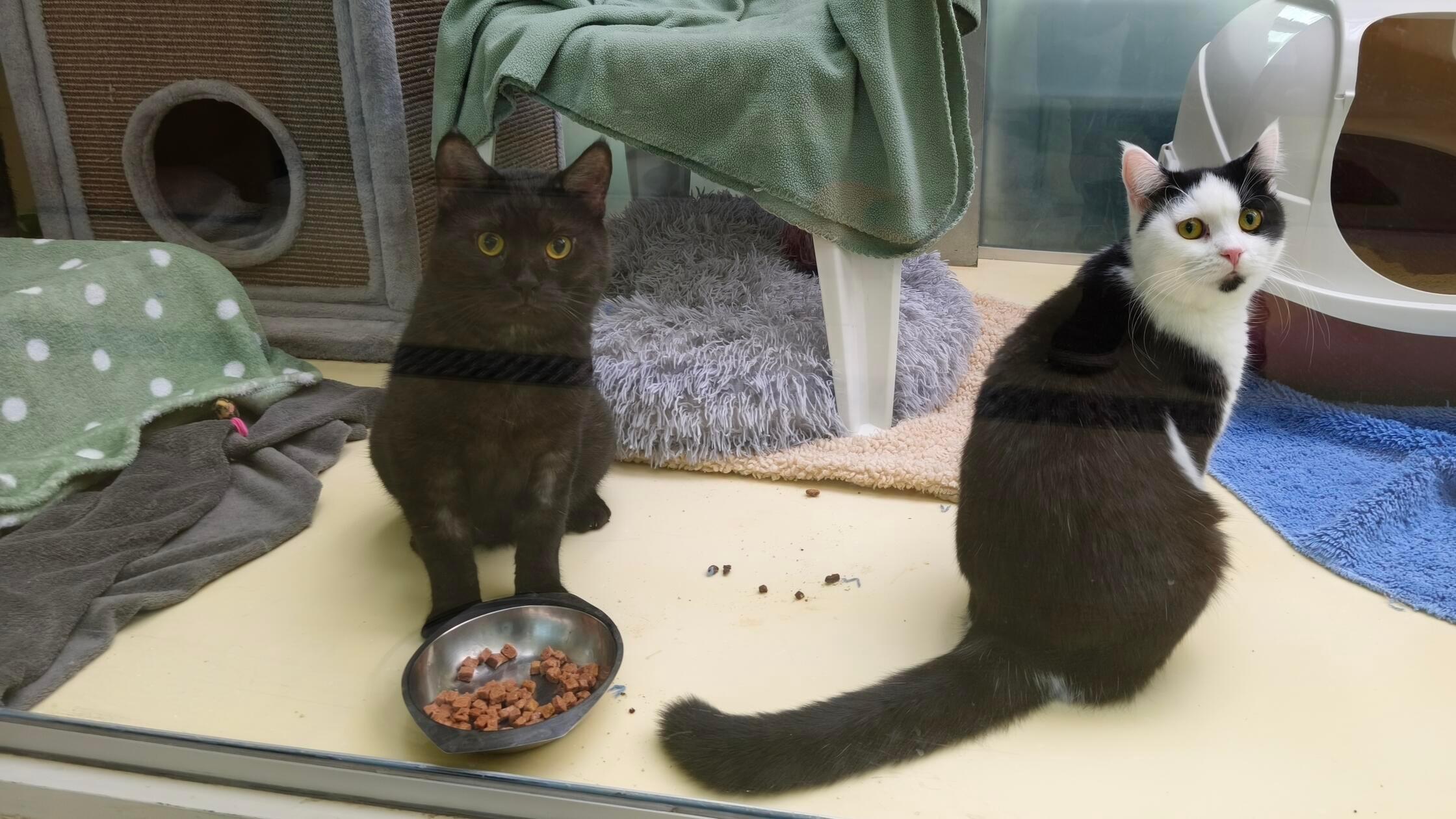 Der anderthalbjährige Anubis wartet schon seit Dezember in der Einrichtung in Erlenstegen. Das Amt hat ihn sichergestellt, so landete er im Tierheim. Dort wurde er positiv auf das feline Coronavirus (FCoV) getestet; es ist weit verbreitet und verursacht bei den meisten Vierbeinern keine oder lediglich milde Symptome. Die Pfleger informieren gerne ausführlich.
Anubis braucht eine gewisse Eingewöhnungszeit, danach zeigt er sich von seiner verschmusten und verspielten Seite. Mit Artgenossen versteht sich der junge Wohnungskater bestens, er könnte zu einer ebenfalls Corona positiven Katze vermittelt werden. Mit aufs Bild hat sich Wilma (schwarz-weiß) geschlichen. Allerdings gehört sie zu Kater Bailey, die beiden sind ebenfalls Corona positiv.
