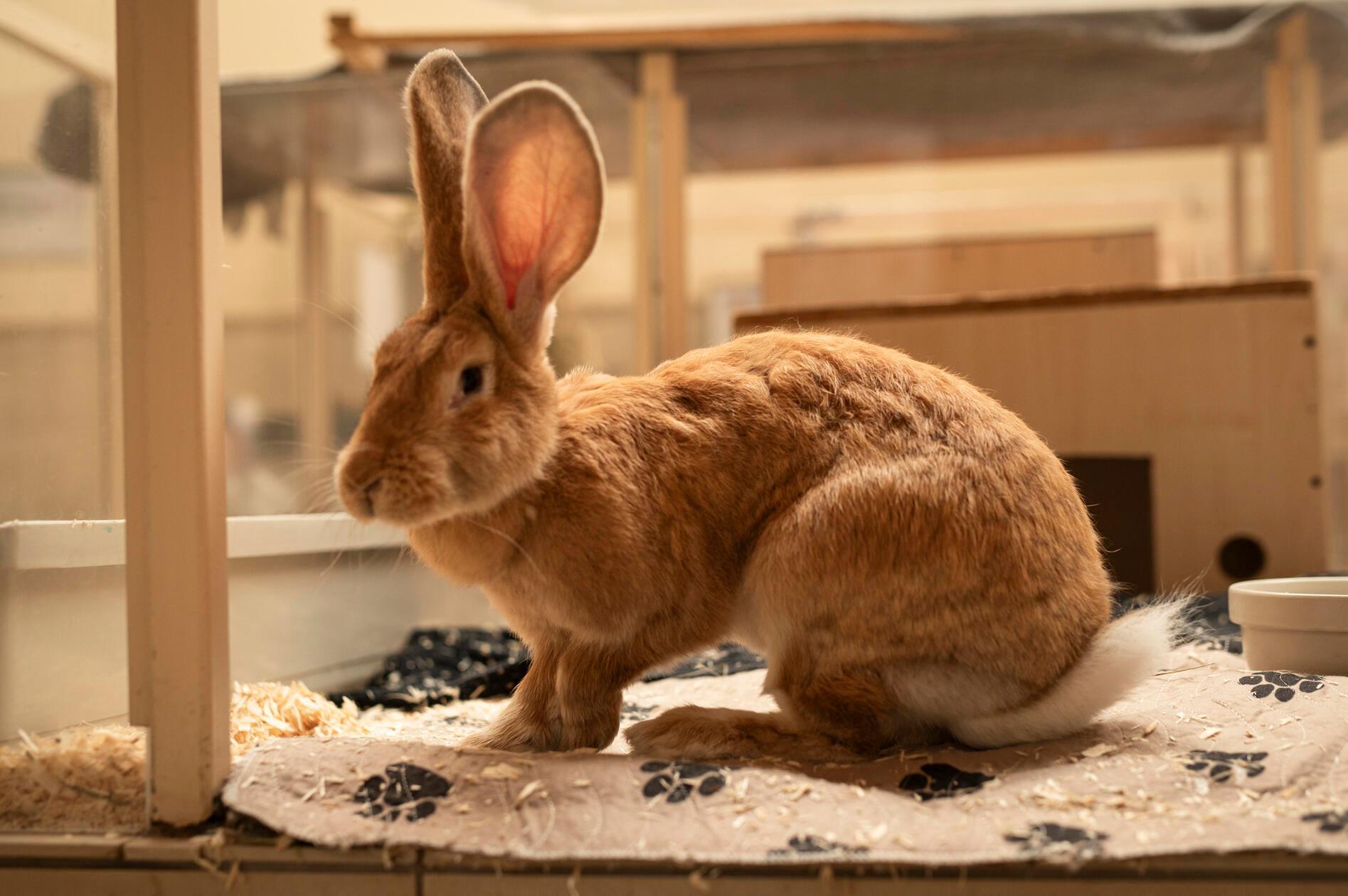 Ori und Lysha (im Bild) sind nach einer Beschlagnahmung des Veterinäramts im Nürnberger Tierheim gelandet. Insgesamt waren es elf Kaninchen in einem katastrophalen Zustand gewesen, drei haben nicht überlebt. Alle Tiere waren abgemagert, ihre Pfoten waren offen und sie hatten hochgradigen Ohrmilbenbefall. Ori und Lysha sind die letzten Kaninchen, die noch ein Zuhause suchen. Die beiden etwa vier Jahre alten Tiere wollen zusammenbleiben. Da beide zu den größeren Kaninchenrassen gehören, brauchen sie dementsprechend auch Platz, am liebsten mit einer Außenhaltung im Sommer. Kinder sollten größer sein, da Lysha zu einer kleinen Diva werden kann. "Ori ist einfach nur nett", sagen die Tierheim-Mitarbeiter. Beide sind sehr menschenbezogen.