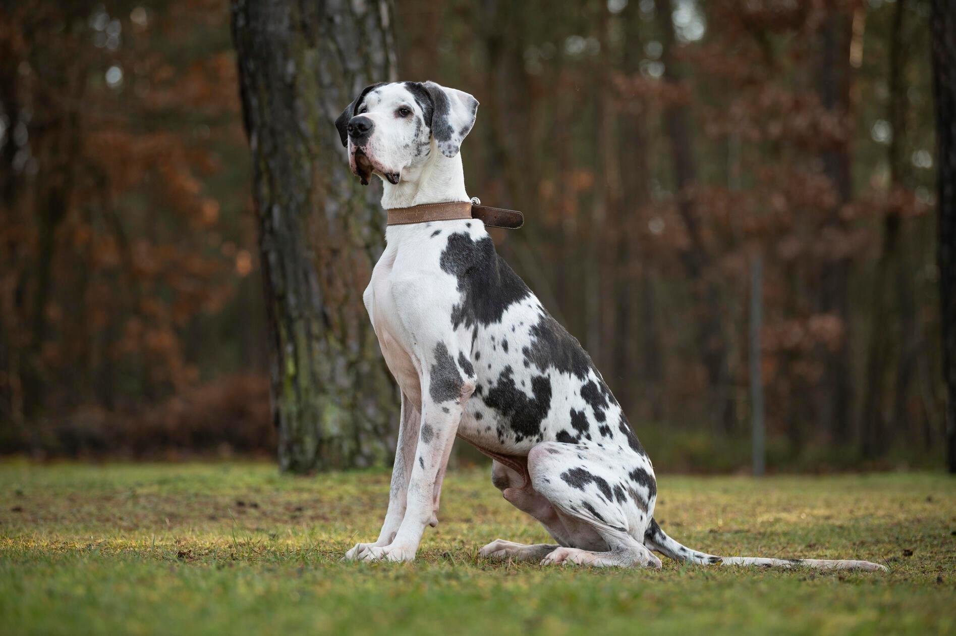 Dogge Karl hat die Nürnberger Einrichtung von einem anderen Tierheim übernommen. „Der Rüde ist sehr nett mit Menschen und freut sich über Aufmerksamkeit“, berichten die Mitarbeiter. Der sechs Jahre alte Karl mag keine Artgenossen und andere Tiere. Auch Kinder sollten nicht im neuen Zuhause leben. Für den gefleckten Vierbeiner wünschen sich die Mitarbeiter ein ländlicheres Zuhause bei Menschen mit Doggenerfahrung, die mit ihm an seiner Leinenführigkeit arbeiten. Der kastrierte Rüde kennt den Maulkorb und pöbelt draußen auch mal an der Leine. Man sollte also in der Lage sein, ihn halten zu können.