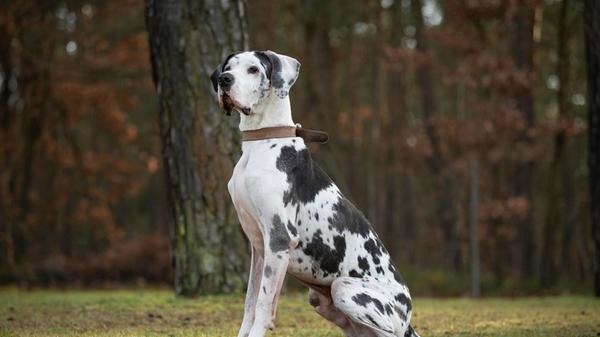 Dogge Karl hat die Nürnberger Einrichtung von einem anderen Tierheim übernommen. „Der Rüde ist sehr nett mit Menschen und freut sich über Aufmerksamkeit“, berichten die Mitarbeiter. Der sechs Jahre alte Karl mag keine Artgenossen und andere Tiere. Auch Kinder sollten nicht im neuen Zuhause leben. Für den gefleckten Vierbeiner wünschen sich die Mitarbeiter ein ländlicheres Zuhause bei Menschen mit Doggenerfahrung, die mit ihm an seiner Leinenführigkeit arbeiten. Der kastrierte Rüde kennt den Maulkorb und pöbelt draußen auch mal an der Leine. Man sollte also in der Lage sein, ihn halten zu können.