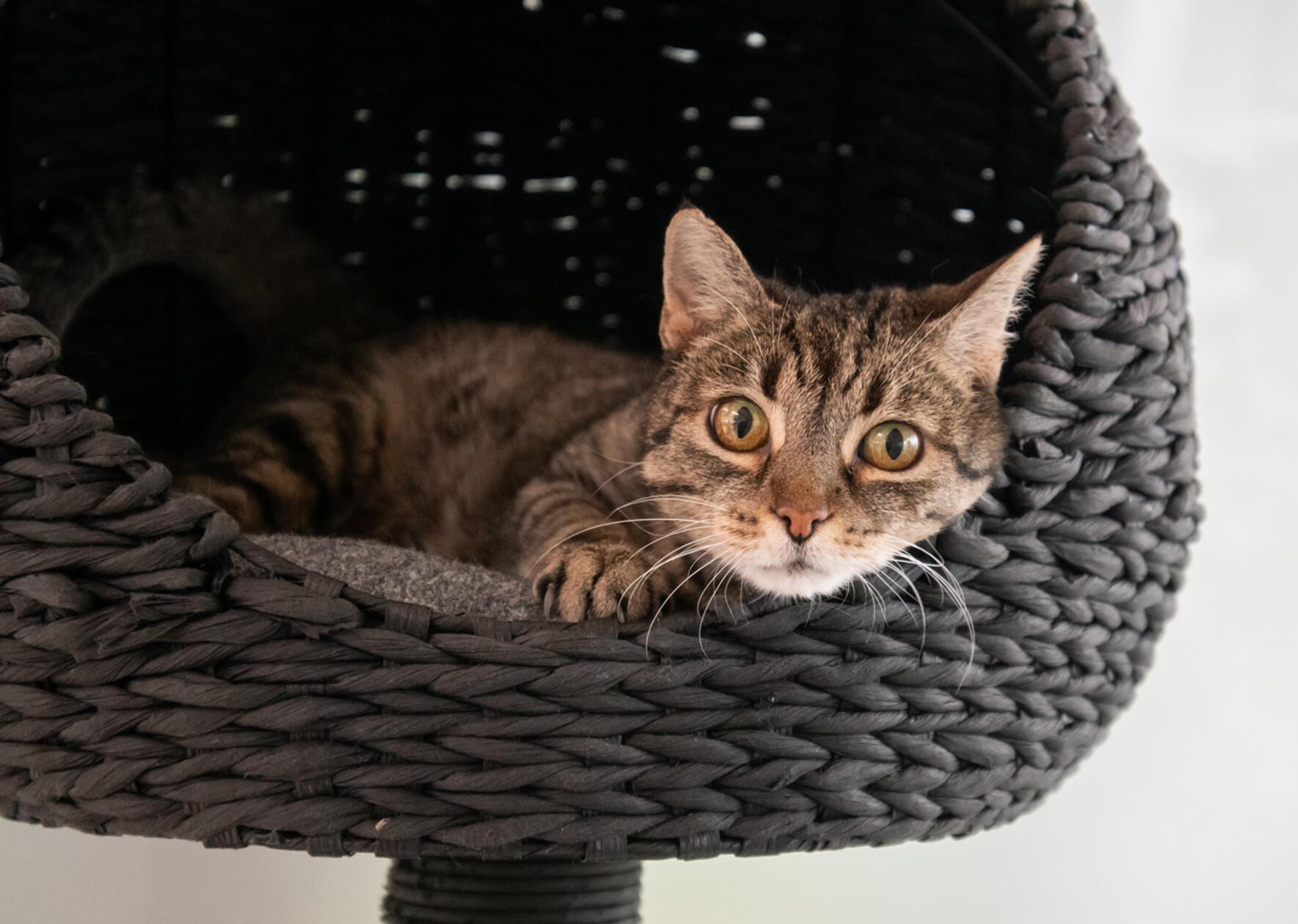 Mit großen Augen schaut Rhea in die Kamera. Die fünfjährige Katze wartet seit Dezember auf ihr großes Glück. Sie wurde im Stadtgebiet gefunden, niemand hat sie vermisst. Warum sie vermutlich niemand gesucht hat, „das wussten wir nach einigen Untersuchungen“, sagt eine Tierpflegerin. Rhea braucht Medikamente für die Bauchspeicheldrüse. Zudem wurde die Wohnungskatze positiv auf das feline Coronavirus (FCoV) getestet; es ist weit verbreitet und verursacht bei den meisten Miezen keine oder milde Symptome. Die Pfleger informieren gerne.
Rhea mag keine anderen Katzen, auch Kleinkinder sollten nicht im neuen Zuhause leben. Katzentypisch entscheidet sie gerne selbst, wann sie zum Schmusen kommt. Rhea wünscht sich ein Zuhause mit vernetztem Balkon.