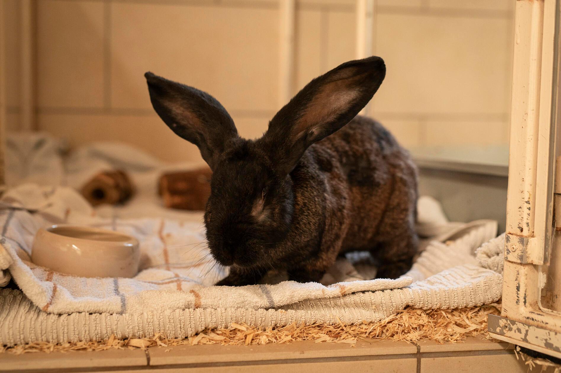 Ori (im Bild) und Lysha sind nach einer Beschlagnahmung des Veterinäramts im Nürnberger Tierheim gelandet. Insgesamt waren es elf Kaninchen in einem katastrophalen Zustand gewesen, drei haben nicht überlebt. Alle Tiere waren abgemagert, ihre Pfoten waren offen und sie hatten hochgradigen Ohrmilbenbefall. Ori und Lysha sind die letzten Kaninchen, die noch ein Zuhause suchen. Die beiden etwa vier Jahre alten Tiere wollen zusammenbleiben. Da beide zu den größeren Kaninchenrassen gehören, brauchen sie dementsprechend auch Platz, am liebsten mit einer Außenhaltung im Sommer. Kinder sollten größer sein, da Lysha zu einer kleinen Diva werden kann. "Ori ist einfach nur nett", sagen die Tierheim-Mitarbeiter. Beide sind sehr menschenbezogen