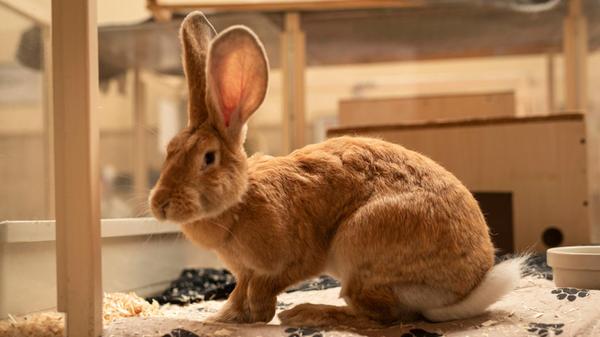 Ori und Lysha (im Bild) sind nach einer Beschlagnahmung des Veterinäramts im Nürnberger Tierheim gelandet. Insgesamt waren es elf Kaninchen in einem katastrophalen Zustand gewesen, drei haben nicht überlebt. Alle Tiere waren abgemagert, ihre Pfoten waren offen und sie hatten hochgradigen Ohrmilbenbefall. Ori und Lysha sind die letzten Kaninchen, die noch ein Zuhause suchen. Die beiden etwa vier Jahre alten Tiere wollen zusammenbleiben. Da beide zu den größeren Kaninchenrassen gehören, brauchen sie dementsprechend auch Platz, am liebsten mit einer Außenhaltung im Sommer. Kinder sollten größer sein, da Lysha zu einer kleinen Diva werden kann. "Ori ist einfach nur nett", sagen die Tierheim-Mitarbeiter. Beide sind sehr menschenbezogen.