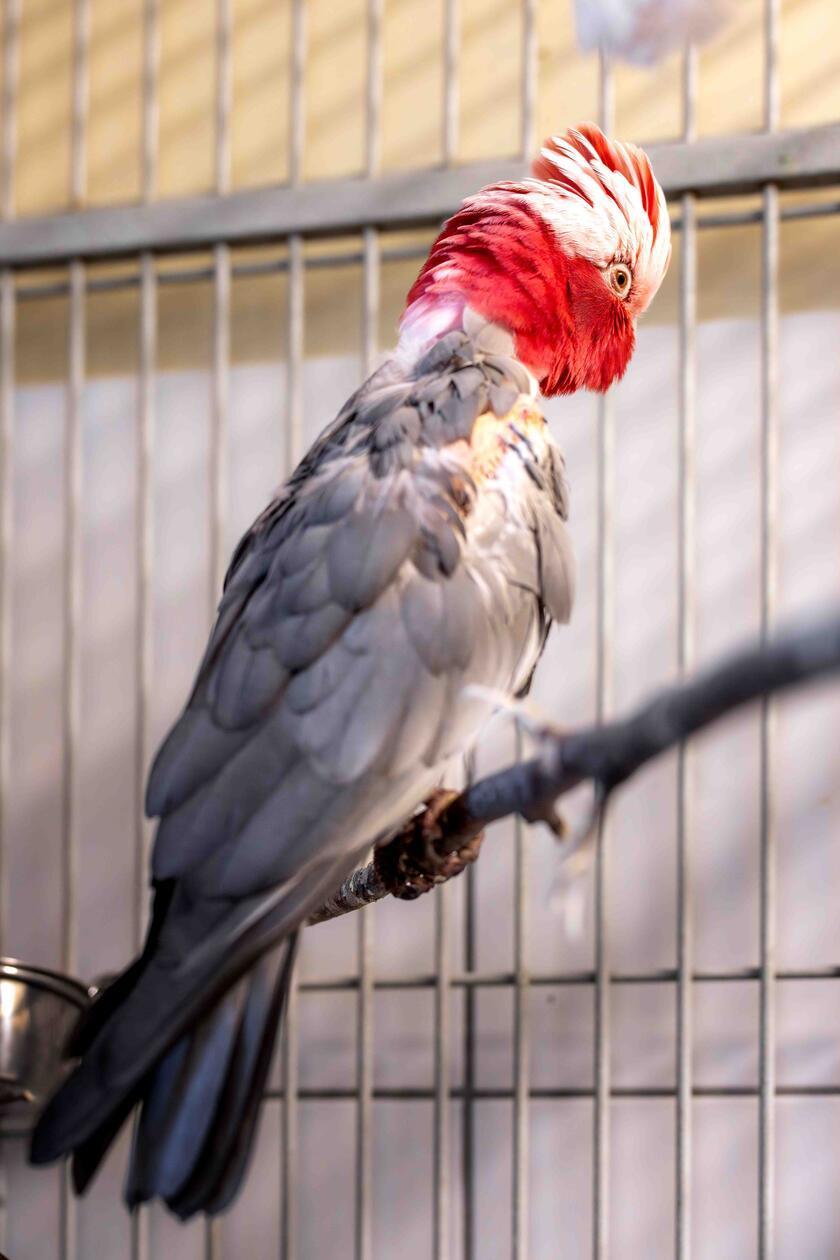 Nimui (hier zu sehen) und Merlin sind im Tierheim abgegeben worden. Die beiden Kakadus suchen ein Zuhause in artgerechter Haltung mit genügend Platz und vogelerfahrenen Menschen. Kakadus prägen sich sehr auf ihre Halter und wenn diese längere Zeit nicht daheim sind, kann das Auswirkungen auf ihre Laune haben. Merlin hat so angefangen anzugreifen, nachdem seine früheren Besitzer länger weg waren. Hier zeigt er sich bisher nicht aggressiv. Die beiden 13-jährigen Vögel sind zwar nicht handzahm, fressen aber aus der Hand. Das Futter ist derzeit zu beachten: Nimui muss zunehmen, Merlin abnehmen. Wer die beiden kennenlernen möchte, darf gerne Bilder von der Unterbringung per E-Mail mit einer Telefonnummer senden.