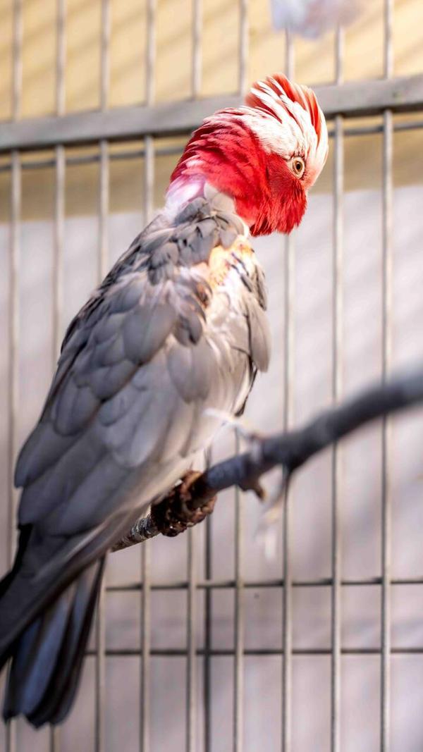 Nimui (hier zu sehen) und Merlin sind im Tierheim abgegeben worden. Die beiden Kakadus suchen ein Zuhause in artgerechter Haltung mit genügend Platz und vogelerfahrenen Menschen. Kakadus prägen sich sehr auf ihre Halter und wenn diese längere Zeit nicht daheim sind, kann das Auswirkungen auf ihre Laune haben. Merlin hat so angefangen anzugreifen, nachdem seine früheren Besitzer länger weg waren. Hier zeigt er sich bisher nicht aggressiv. Die beiden 13-jährigen Vögel sind zwar nicht handzahm, fressen aber aus der Hand. Das Futter ist derzeit zu beachten: Nimui muss zunehmen, Merlin abnehmen. Wer die beiden kennenlernen möchte, darf gerne Bilder von der Unterbringung per E-Mail mit einer Telefonnummer senden.