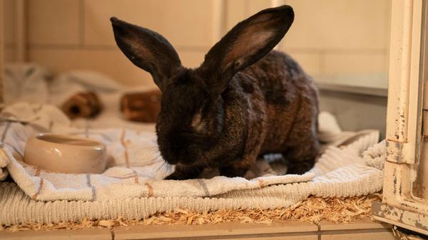 Ori (im Bild) und Lysha sind nach einer Beschlagnahmung des Veterinäramts im Nürnberger Tierheim gelandet. Insgesamt waren es elf Kaninchen in einem katastrophalen Zustand gewesen, drei haben nicht überlebt. Alle Tiere waren abgemagert, ihre Pfoten waren offen und sie hatten hochgradigen Ohrmilbenbefall. Ori und Lysha sind die letzten Kaninchen, die noch ein Zuhause suchen. Die beiden etwa vier Jahre alten Tiere wollen zusammenbleiben. Da beide zu den größeren Kaninchenrassen gehören, brauchen sie dementsprechend auch Platz, am liebsten mit einer Außenhaltung im Sommer. Kinder sollten größer sein, da Lysha zu einer kleinen Diva werden kann. "Ori ist einfach nur nett", sagen die Tierheim-Mitarbeiter. Beide sind sehr menschenbezogen