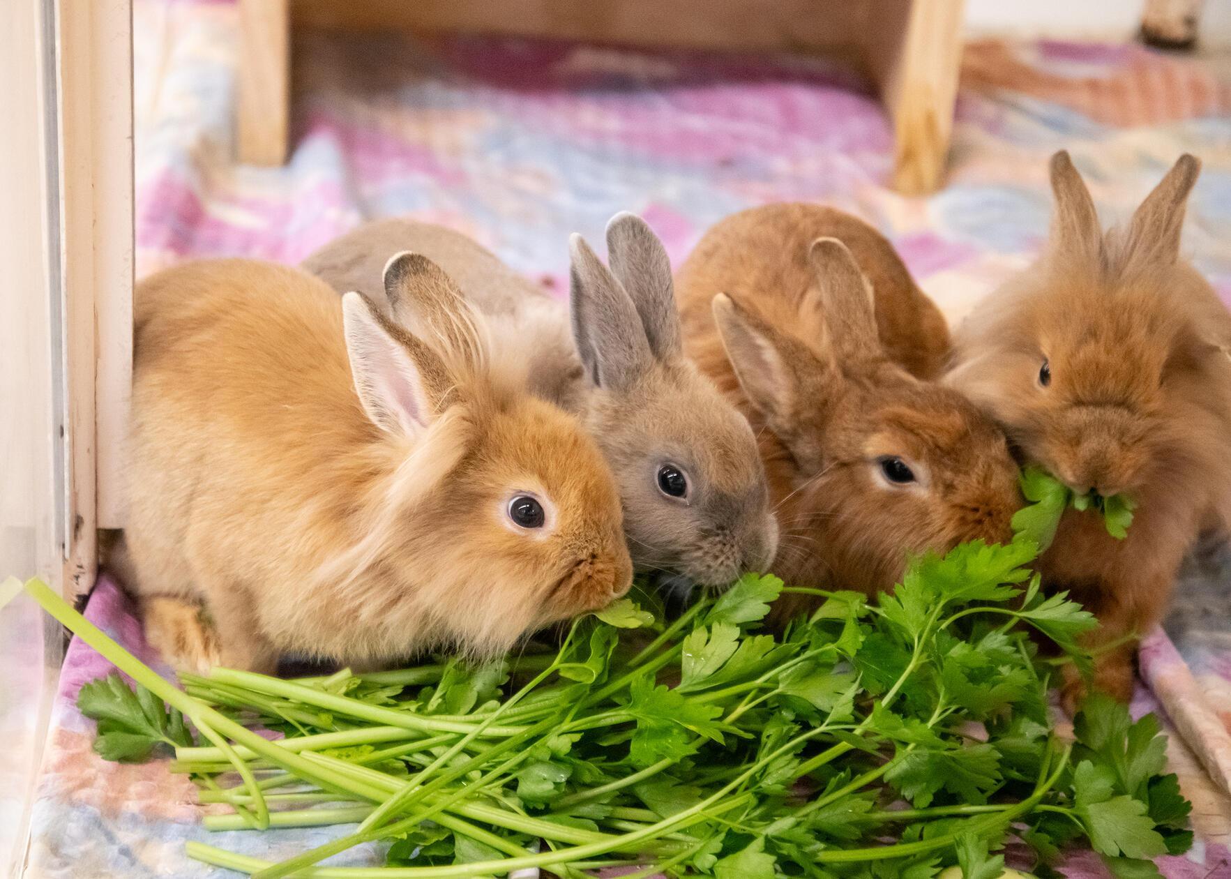Eine kleine Kaninchenfamilie: Mama Crosanté, ein Löwenkopf-Mix, ist mit ihrem Nachwuchs aus Platzgründen abgegeben worden. Petersilie mümmeln Crosanté, Dschennifer, Samuel und Kerschdin besonders gerne. Das Muttertier sucht ein Zuhause bei einem netten Artgenossen. Anfangs zeigt sich Crosanté etwas ängstlich, ist dann aber lieb. Sie wünscht sich ein schönes Zuhause in artgerechter Haltung. Ebenso wie ihre Jungen, sie sind drei Monate alt und ziehen gerne gemeinsam, paarweise oder auch einzeln bei einem vorhandenen Partnertier ein. Leider tragen alle vier einen Erreger in sich, sie sind EC Positiv und mussten behandelt werden. Mittlerweile geht es ihnen aber gut, heißt es. Die Tierpfleger informieren gerne ausführlich.