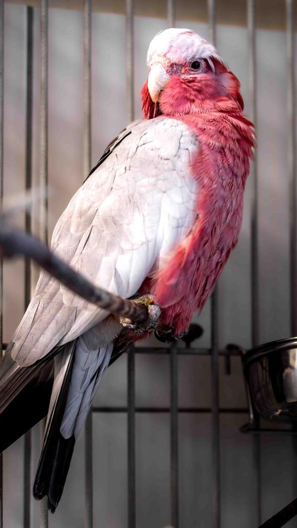 Nimui und Merlin (im Bild) sind im Tierheim abgegeben worden. Die beiden Kakadus suchen ein Zuhause in artgerechter Haltung mit genügend Platz und vogelerfahrenen Menschen. Kakadus prägen sich sehr auf ihre Halter und wenn diese längere Zeit nicht daheim sind, kann das Auswirkungen auf ihre Laune haben. Merlin hat so angefangen anzugreifen, nachdem seine früheren Besitzer länger weg waren. Hier zeigt er sich bisher nicht aggressiv. Die beiden 13-jährigen Vögel sind zwar nicht handzahm, fressen aber aus der Hand. Das Futter ist derzeit zu beachten: Nimui muss zunehmen, Merlin abnehmen. Wer die beiden kennenlernen möchte, darf gerne Bilder von der Unterbringung per E-Mail mit einer Telefonnummer senden.