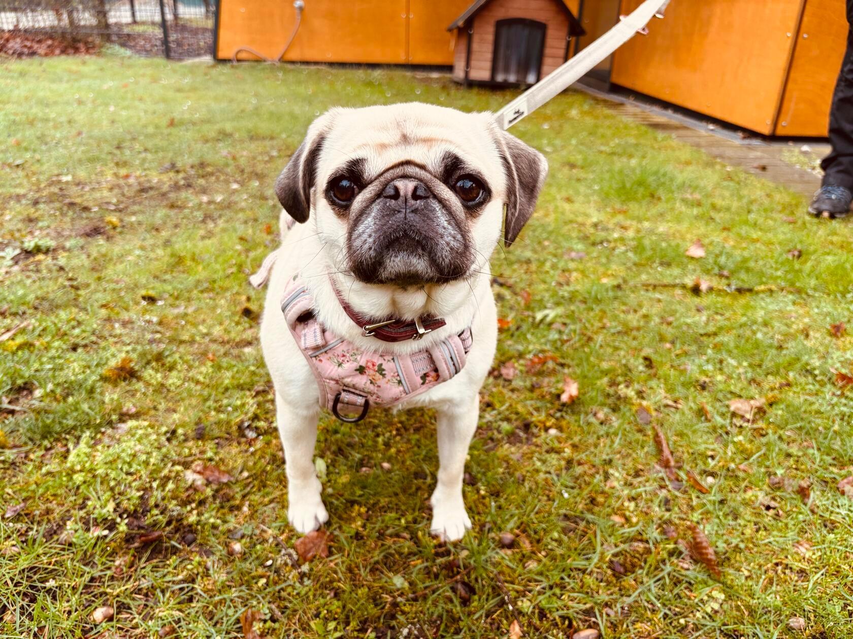 Isy, ein Mops, wurde schweren Herzens wegen Erkrankung im Tierheim abgegeben. In der Einrichtung in Erlenstegen zeigt sich die kleine Hündin von ihrer temperamentvollen und verspielten Seite. Das dreijährige Tier ist folgsam und kann in eine Familie mit Kindern vermittelt werden. Bei Artgenossen entscheidet die Sympathie, mit hundeverträglichen Katzen hat Isy kein Problem. Die Hündin hat bereits gelernt, alleine zu bleiben. Nach einer kleinen Knieoperation muss sie noch zur Physio.