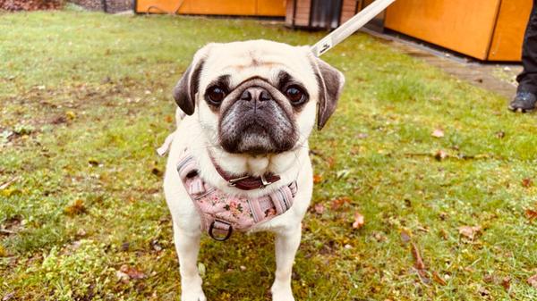 Isy, ein Mops, wurde schweren Herzens wegen Erkrankung im Tierheim abgegeben. In der Einrichtung in Erlenstegen zeigt sich die kleine Hündin von ihrer temperamentvollen und verspielten Seite. Das dreijährige Tier ist folgsam und kann in eine Familie mit Kindern vermittelt werden. Bei Artgenossen entscheidet die Sympathie, mit hundeverträglichen Katzen hat Isy kein Problem. Die Hündin hat bereits gelernt, alleine zu bleiben. Nach einer kleinen Knieoperation muss sie noch zur Physio.