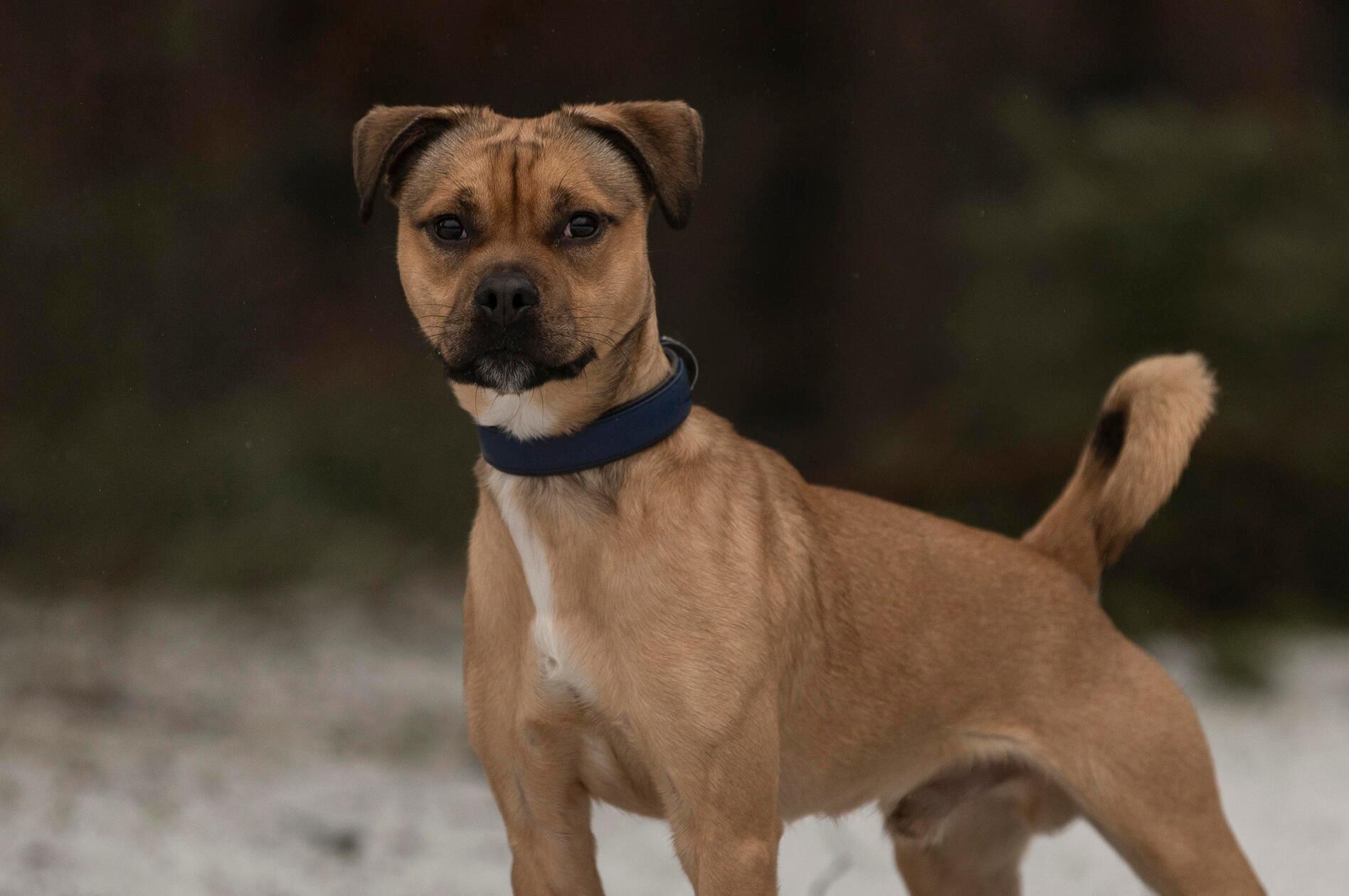Charlie, ein Mischling, wurde von seinem Besitzer geschlagen. Das haben aufmerksame Menschen zum Glück beobachtet und die Polizei gerufen. Diese holten Charlie aus der Wohnung und er wurde ins Tierheim gebracht. Das war im Dezember 2025.
Der einjährige Rüde ist temperamentvoll und braucht noch Erziehung. Diese sollte allerdings nicht autoritär sein, sondern feinfühlig und konsequent, informieren die Tierpfleger. „Wird man grob mit ihm, reagiert er ungehalten - vermutlich aufgrund seiner Vergangenheit.“ In seinem früheren Zuhause hat man sich seiner nicht angenommen, der Vierbeiner muss noch einiges lernen. Für ihn werden einfühlsame Menschen mit Hundeerfahrung gesucht, Kinder im Haushalt sollten schon im Teenageralter sein. 