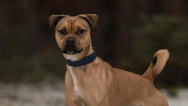 Charlie, ein Mischling, wurde von seinem Besitzer geschlagen. Das haben aufmerksame Menschen zum Glück beobachtet und die Polizei gerufen. Diese holten Charlie aus der Wohnung und er wurde ins Tierheim gebracht. Das war im Dezember 2025.
Der einjährige Rüde ist temperamentvoll und braucht noch Erziehung. Diese sollte allerdings nicht autoritär sein, sondern feinfühlig und konsequent, informieren die Tierpfleger. „Wird man grob mit ihm, reagiert er ungehalten - vermutlich aufgrund seiner Vergangenheit.“ In seinem früheren Zuhause hat man sich seiner nicht angenommen, der Vierbeiner muss noch einiges lernen. Für ihn werden einfühlsame Menschen mit Hundeerfahrung gesucht, Kinder im Haushalt sollten schon im Teenageralter sein.