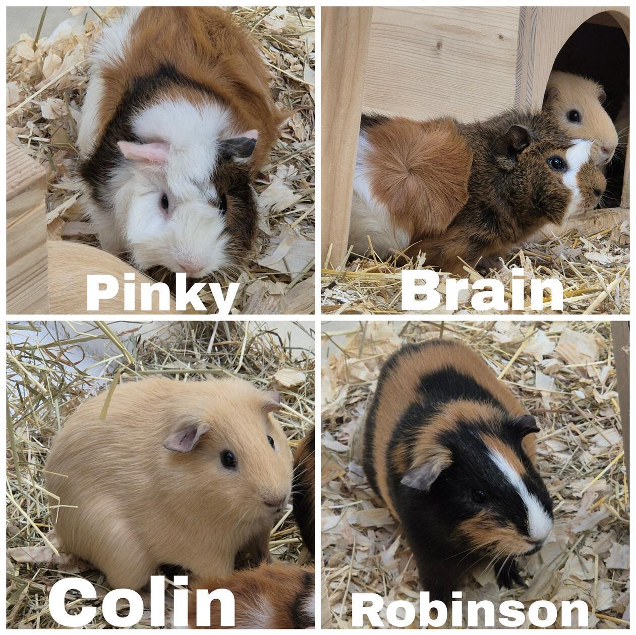 Pinky und Brain, geboren am 1. Dezember 2025, sind Brüder. Sie wurden über Ebay geholt und man versuchte, sie zu den zwei vorhandenen unkastrierten Böcken zu setzen. „Das hat natürlich nicht funktioniert und so sind die jungen Jungs bei uns gelandet“, heißt es aus dem Tierheim. Pinky und Brain wurden kastriert und suchen nun getrennt voneinander Anschluss bei sozialen Meerschweinchen. Colin und Robinson wurden abgegeben, da ihr Besitzer ausgewandert ist. Beide sind am 15. März 2025 geboren und wurden jetzt kastriert. Colin ist dominant und wird nur zu sozial starken Weibchen vermittelt. Bitte im Kleintierhaus unter Tel. (09 11) 9 19 89 25 oder per Mail unter info@tierheim-nuernberg.de (gerne mit Bildern von der Unterbringung) melden.