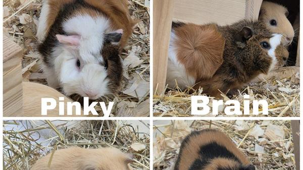 Pinky und Brain, geboren am 1. Dezember 2025, sind Brüder. Sie wurden über Ebay geholt und man versuchte, sie zu den zwei vorhandenen unkastrierten Böcken zu setzen. „Das hat natürlich nicht funktioniert und so sind die jungen Jungs bei uns gelandet“, heißt es aus dem Tierheim. Pinky und Brain wurden kastriert und suchen nun getrennt voneinander Anschluss bei sozialen Meerschweinchen. Colin und Robinson wurden abgegeben, da ihr Besitzer ausgewandert ist. Beide sind am 15. März 2025 geboren und wurden jetzt kastriert. Colin ist dominant und wird nur zu sozial starken Weibchen vermittelt. Bitte im Kleintierhaus unter Tel. (09 11) 9 19 89 25 oder per Mail unter info@tierheim-nuernberg.de (gerne mit Bildern von der Unterbringung) melden.