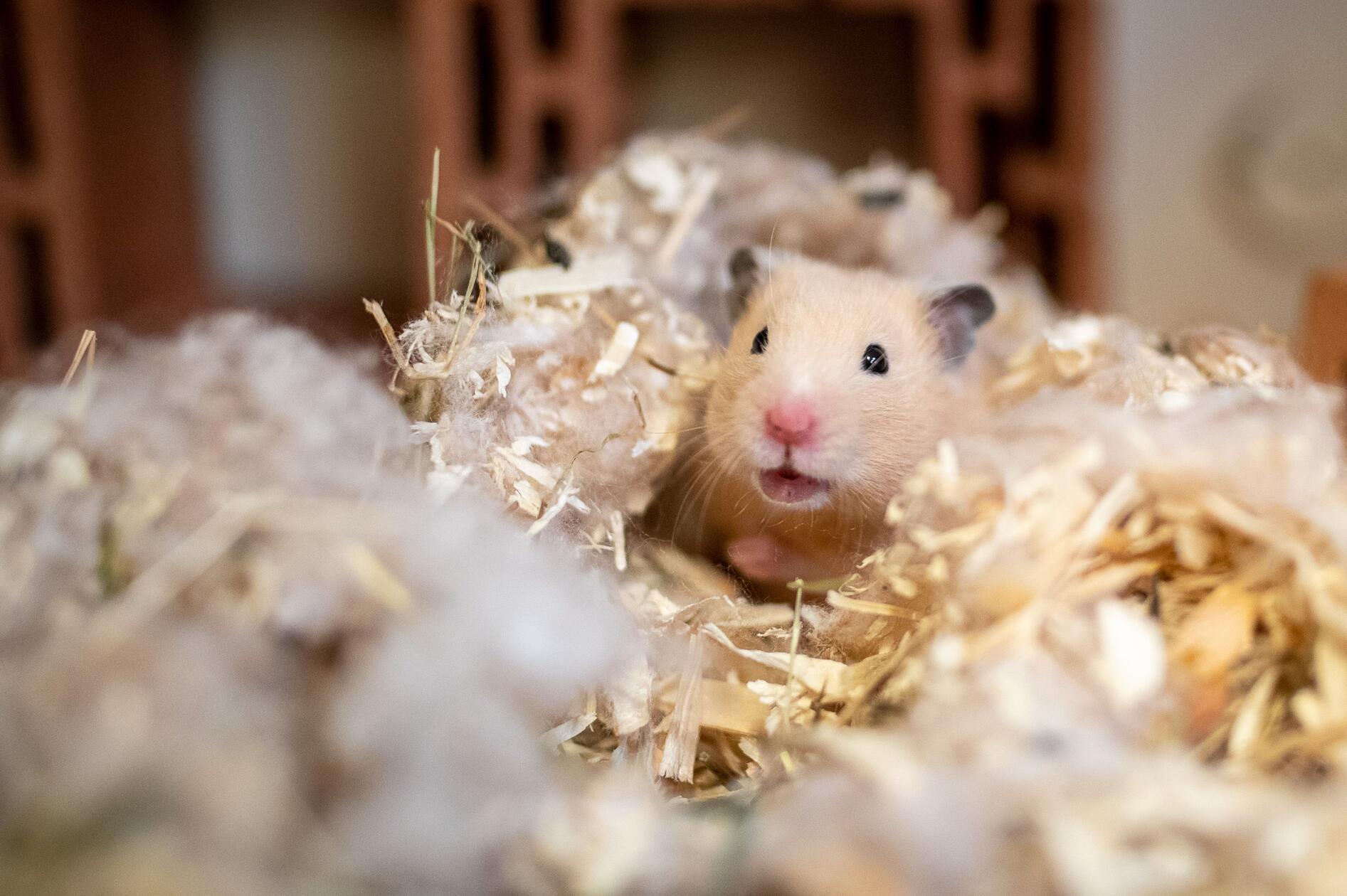 Drei Hamster (Männchen und Weibchen) suchen ein Zuhause. Das Tierheim weist darauf hin, dass es um nachtaktive Tiere handelt. Hamster sind daher nicht unbedingt für Kinder geeignet. Bei einer artgerechten Haltung gibt es einiges zu beachten: Der Käfig sollte mindestens 150 Zentimeter lang sein und eine Breite und Höhe 50 bis 60 Zentimeter haben. Auch brauchen die aktiven Tiere ein Laufrad, das nicht aus Plastik und hinten geschlossen sein muss, sowie mehrere Unterschlupfmöglichkeiten - etwa Röhren, Wurzeln und zernagbares Material wie Papier, unbedruckter Karton, Äste. So sind die kleinen Nager beschäftigt, zudem dienen die Materialien als strukturgebende Elemente zur Anlage künstlicher unterirdische Tunnel und Kammern.