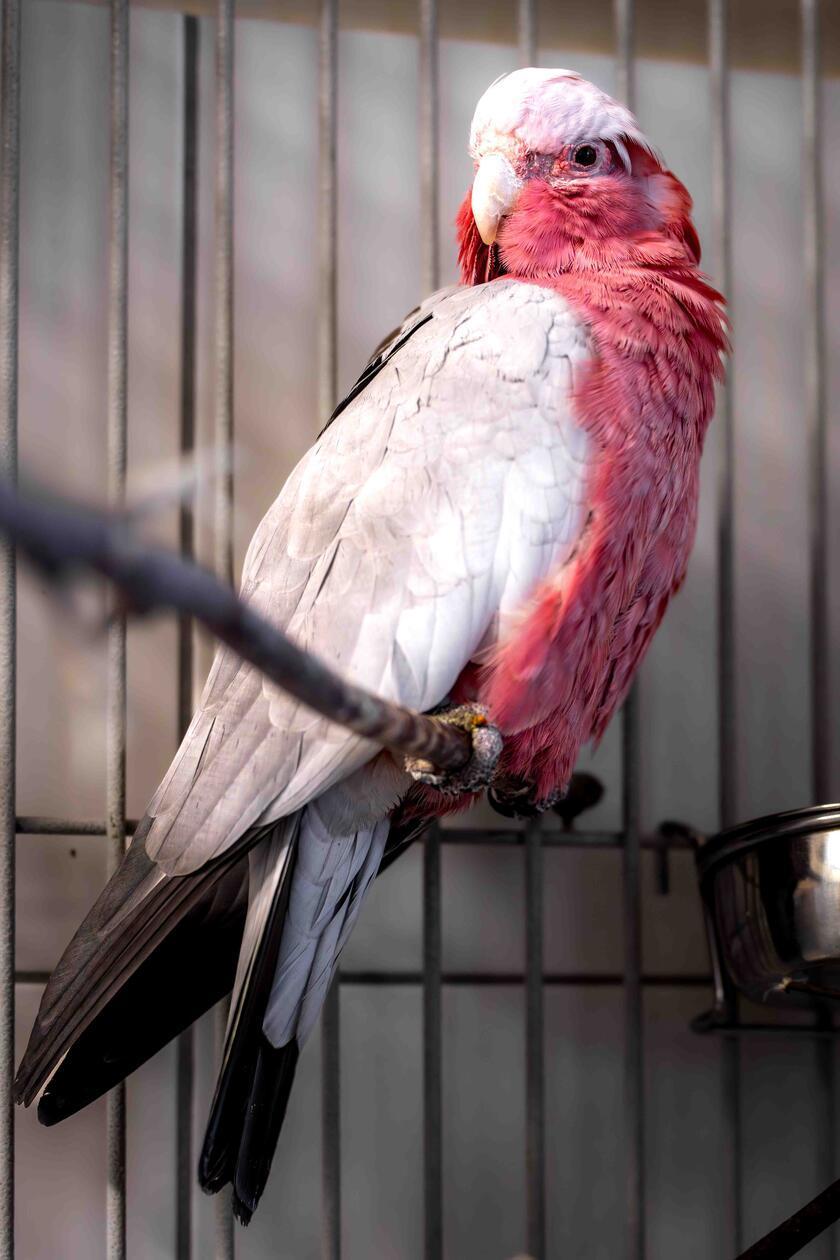 Nimui und Merlin (im Bild) sind im Tierheim abgegeben worden. Die beiden Kakadus suchen ein Zuhause in artgerechter Haltung mit genügend Platz und vogelerfahrenen Menschen. Kakadus prägen sich sehr auf ihre Halter und wenn diese längere Zeit nicht daheim sind, kann das Auswirkungen auf ihre Laune haben. Merlin hat so angefangen anzugreifen, nachdem seine früheren Besitzer länger weg waren. Hier zeigt er sich bisher nicht aggressiv. Die beiden 13-jährigen Vögel sind zwar nicht handzahm, fressen aber aus der Hand. Das Futter ist derzeit zu beachten: Nimui muss zunehmen, Merlin abnehmen. Wer die beiden kennenlernen möchte, darf gerne Bilder von der Unterbringung per E-Mail mit einer Telefonnummer senden.