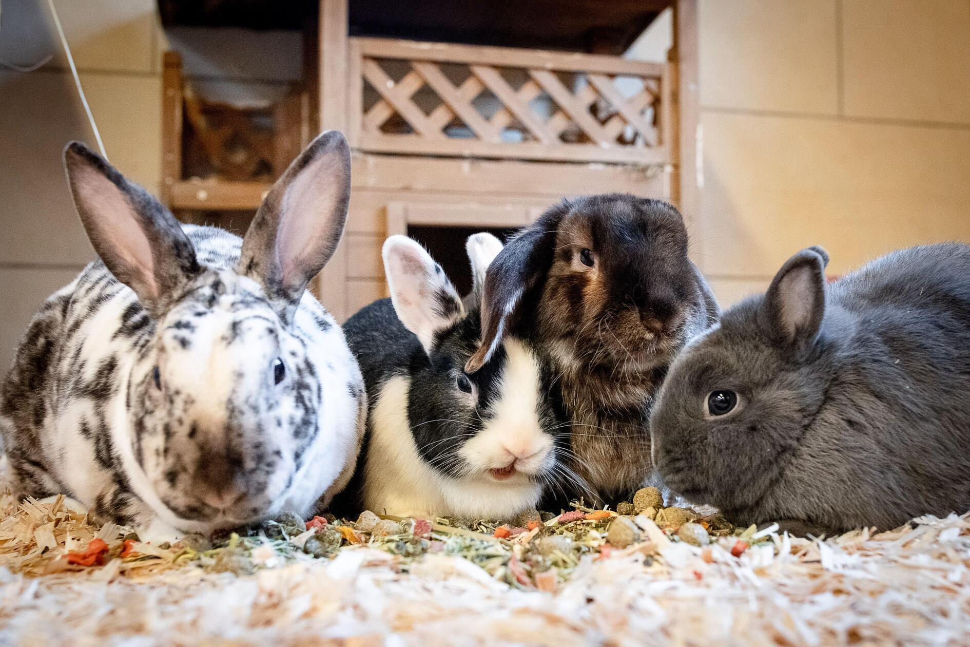 Ob langes oder kurzes Fell, einfarbig oder gescheckt: Im Tierheim warten viele samtige Langohren auf ein neues Zuhause! Am liebsten mit Artgenossen und viel Freilauf. Hauptnahrung der Kaninchen ist Heu, dazu ungespritztes "Grünzeug". Sie sollten nicht allein gehalten werden, auch wäre eine ausschließliche Käfighaltung auf keinen Fall artgerecht für die Tiere, die Bewegung brauchen. Es sind Kaninchen für echte Kaninchenfreunde im Hause sowie Kaninchen, die in verantwortungsvolle "Kinderhände" vermittelt werden können. Wer sich über die Haltung und Pflege von Kaninchen informieren möchte, dem sei die Homepage www.kaninchenwiese.de empfohlen.