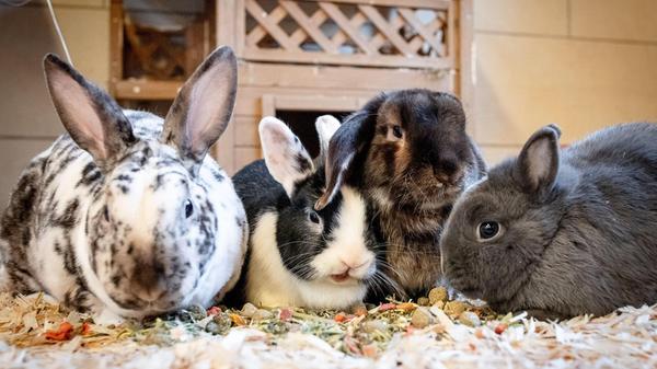 Ob langes oder kurzes Fell, einfarbig oder gescheckt: Im Tierheim warten viele samtige Langohren auf ein neues Zuhause! Am liebsten mit Artgenossen und viel Freilauf. Hauptnahrung der Kaninchen ist Heu, dazu ungespritztes "Grünzeug". Sie sollten nicht allein gehalten werden, auch wäre eine ausschließliche Käfighaltung auf keinen Fall artgerecht für die Tiere, die Bewegung brauchen. Es sind Kaninchen für echte Kaninchenfreunde im Hause sowie Kaninchen, die in verantwortungsvolle "Kinderhände" vermittelt werden können. Wer sich über die Haltung und Pflege von Kaninchen informieren möchte, dem sei die Homepage www.kaninchenwiese.de empfohlen.