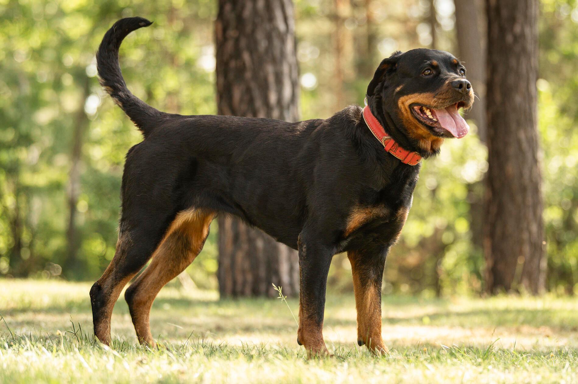 Cara, ein Rottweiler, ist erst ein halbes Jahr alt und braucht endlich ein schönes Zuhause. Die junge Hündin stammt aus schlechter Haltung, sie wurde viel zu dünn ihren Besitzern abgenommen. Anfangs ist sie sehr schüchtern bis ängstlich bei Menschen. „Vor allem mit Männern hat sie scheinbar schlechte Erfahrungen gemacht und braucht viel Zeit“, betonen die Tierheimmitarbeiter. Cara kann vermutlich alleine bleiben. Sie tritt draußen mit anderen Hunden dominant auf. Cara braucht Menschen, die Erfahrung mit Hunden haben, die sicher im Umgang sind und sie leiten können. Auch kann sie in eine Familie mit größeren Kindern. In Bayern ist Cara ein Hund der Kategorie zwei, deshalb ist ein Wesenstest vonnöten.