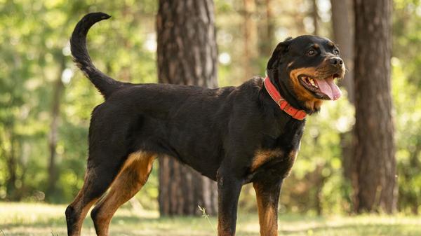 Cara, ein Rottweiler, ist erst ein halbes Jahr alt und braucht endlich ein schönes Zuhause. Die junge Hündin stammt aus schlechter Haltung, sie wurde viel zu dünn ihren Besitzern abgenommen. Anfangs ist sie sehr schüchtern bis ängstlich bei Menschen. „Vor allem mit Männern hat sie scheinbar schlechte Erfahrungen gemacht und braucht viel Zeit“, betonen die Tierheimmitarbeiter. Cara kann vermutlich alleine bleiben. Sie tritt draußen mit anderen Hunden dominant auf. Cara braucht Menschen, die Erfahrung mit Hunden haben, die sicher im Umgang sind und sie leiten können. Auch kann sie in eine Familie mit größeren Kindern. In Bayern ist Cara ein Hund der Kategorie zwei, deshalb ist ein Wesenstest vonnöten.