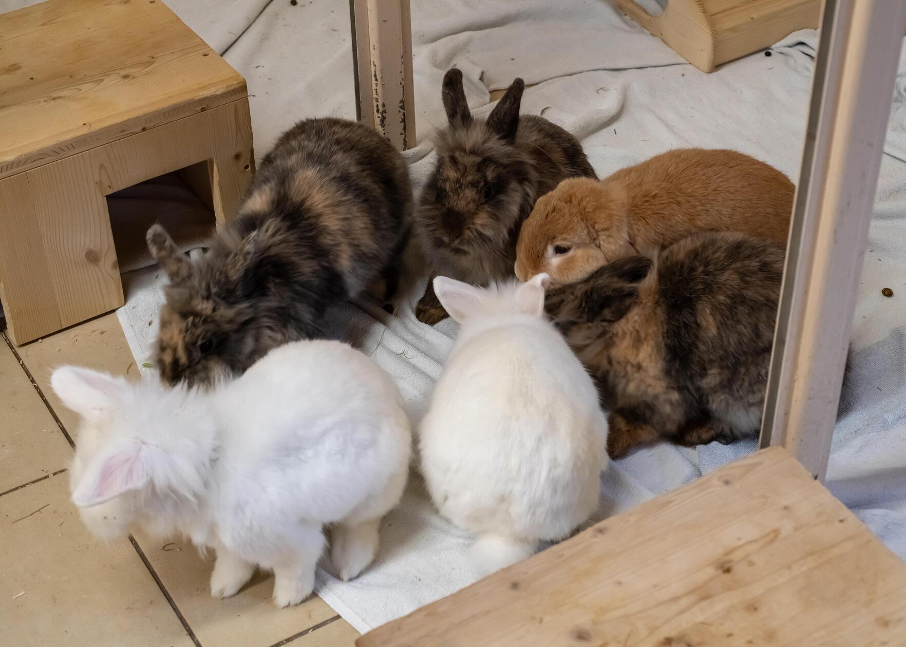 Die sechs Kaninchen sind zehn Monate alt. Sie suchen gemeinsam, paarweise, zu dritt oder auch einzeln, wenn ein Partnertier vorhanden ist, ein artgerechtes Zuhause. Fünf der Kaninchen sind Geschwister. Die drei Weibchen und zwei Männchen sind anfangs etwas ängstlich und schreckhaft, dann aber neugierig. Ihr neues Zuhause sollte deshalb etwas ruhiger sein. Es handelt sich um Angora-Teddy-Mix-Kaninchen, deshalb ist nur eine Innenhaltung möglich. Außerdem muss ihr Fell regelmäßig gebürstet und geschert werden.
Der Sechste im Bunde ist Zwergwidder Undertaker. „Er ist ein nettes Kaninchen, manchmal auch ein kleiner Frechdachs“, so die Tierpfleger. Seine Schlappohren müssen regelmäßig kontrolliert und gespült werden. 