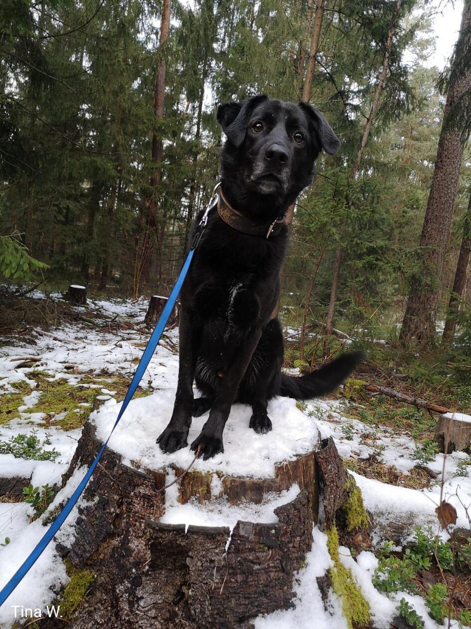 Seit über vier Jahren sitzt mit kurzen Unterbrechungen der gerade mal sechsjährige Mogli schon im Tierheim. "Leider ist in seinem Leben viel schiefgelaufen", wissen die Tierpfleger. "Schon die ersten Besitzer waren überfordert und haben ihm nicht das Gefühl von Sicherheit gegeben." Mogli braucht mit Menschen mit Hundeerfahrung, die die Führung übernehmen. Bei Fremden ist er anfangs misstrauisch. "Wenn er seinen Menschen jedoch kennt, ist er verspielt und verschmust", so das Tierheim. Der hübsche Vierbeiner mit dem schwarzen Fell und dem treuen Hundeblick kann bis zu vier Stunden alleine bleiben, andere Hunde findet Mogli meistens toll. Am besten wäre eine ruhige Umgebung mit einem geregelten Tagesablauf und wenig Trubel.