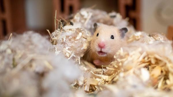 Drei Hamster (Männchen und Weibchen) suchen ein Zuhause. Das Tierheim weist darauf hin, dass es um nachtaktive Tiere handelt. Hamster sind daher nicht unbedingt für Kinder geeignet. Bei einer artgerechten Haltung gibt es einiges zu beachten: Der Käfig sollte mindestens 150 Zentimeter lang sein und eine Breite und Höhe 50 bis 60 Zentimeter haben. Auch brauchen die aktiven Tiere ein Laufrad, das nicht aus Plastik und hinten geschlossen sein muss, sowie mehrere Unterschlupfmöglichkeiten - etwa Röhren, Wurzeln und zernagbares Material wie Papier, unbedruckter Karton, Äste. So sind die kleinen Nager beschäftigt, zudem dienen die Materialien als strukturgebende Elemente zur Anlage künstlicher unterirdische Tunnel und Kammern.