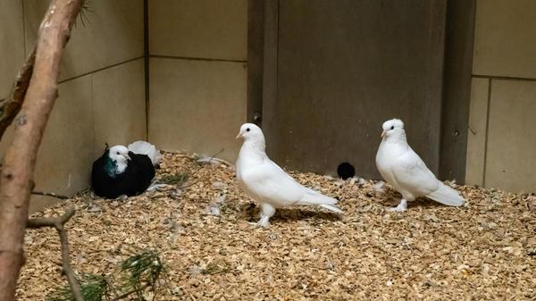 Seit Anfang Januar befinden sich einige Zuchttauben in der Einrichtung in Erlenstegen. Sie wurden alle gefunden und leider nie vermisst. Die Vögel suchen nun ein artgerechtes Heim.