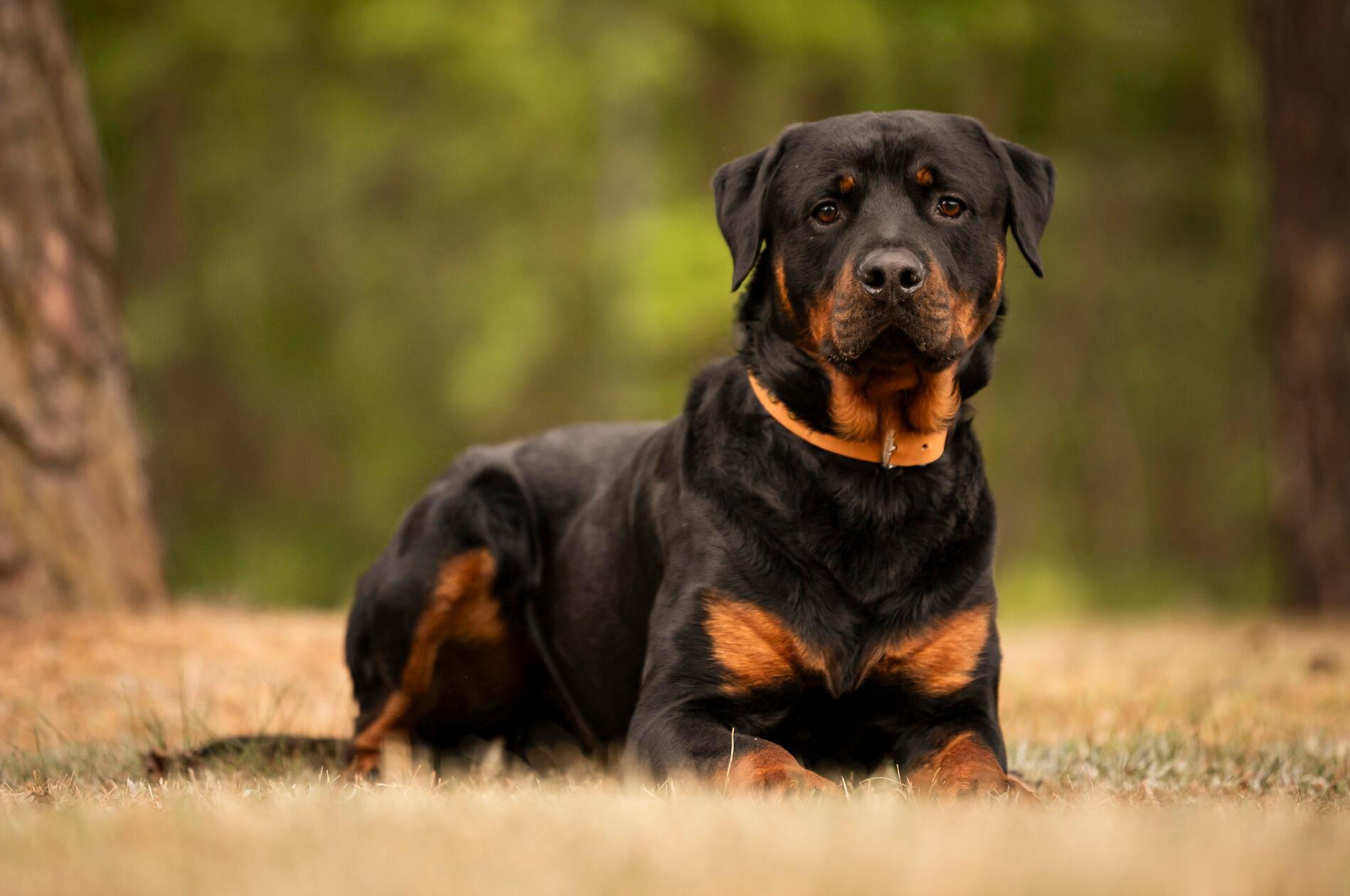 Chapo ist ein geschätzt 1,5 Jahre alter Rottweiler. Der Vierbeiner wurde als angeblicher Fundhund im Tierheim abgegeben, heißt es, im Nachhinein habe sich das jedoch als Lüge herausgestellt. „Leider war man nicht bereit, uns zumindest Informationen über ihn zukommen zu lassen“, bedauern die Mitarbeiter. Sie wissen über Chapo, dass er anfangs misstrauisch ist und Zeit braucht, um sich an fremde Menschen zu gewöhnen. Wenn er jemanden mag, zeigt er sich nett und verschmust. Chapo ist wachsam, stubenrein, verspielt, braucht aber noch etwas Erziehung. Bei Artgenossen entscheidet die Sympathie. Als Rottweiler gehört er zu der Kategorie 2 der bayerischen Kampfhundeverordnung und muss einen Wesenstest machen.