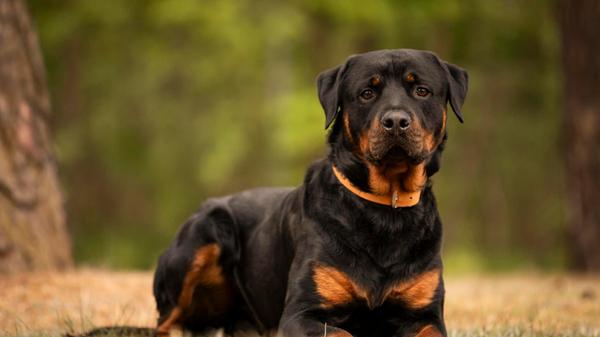 Chapo ist ein geschätzt 1,5 Jahre alter Rottweiler. Der Vierbeiner wurde als angeblicher Fundhund im Tierheim abgegeben, heißt es, im Nachhinein habe sich das jedoch als Lüge herausgestellt. „Leider war man nicht bereit, uns zumindest Informationen über ihn zukommen zu lassen“, bedauern die Mitarbeiter. Sie wissen über Chapo, dass er anfangs misstrauisch ist und Zeit braucht, um sich an fremde Menschen zu gewöhnen. Wenn er jemanden mag, zeigt er sich nett und verschmust. Chapo ist wachsam, stubenrein, verspielt, braucht aber noch etwas Erziehung. Bei Artgenossen entscheidet die Sympathie. Als Rottweiler gehört er zu der Kategorie 2 der bayerischen Kampfhundeverordnung und muss einen Wesenstest machen.