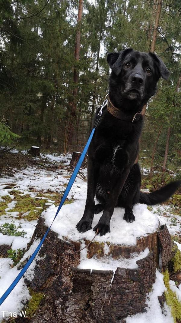 Seit über vier Jahren sitzt mit kurzen Unterbrechungen der gerade mal sechsjährige Mogli schon im Tierheim. "Leider ist in seinem Leben viel schiefgelaufen", wissen die Tierpfleger. "Schon die ersten Besitzer waren überfordert und haben ihm nicht das Gefühl von Sicherheit gegeben." Mogli braucht mit Menschen mit Hundeerfahrung, die die Führung übernehmen. Bei Fremden ist er anfangs misstrauisch. "Wenn er seinen Menschen jedoch kennt, ist er verspielt und verschmust", so das Tierheim. Der hübsche Vierbeiner mit dem schwarzen Fell und dem treuen Hundeblick kann bis zu vier Stunden alleine bleiben, andere Hunde findet Mogli meistens toll. Am besten wäre eine ruhige Umgebung mit einem geregelten Tagesablauf und wenig Trubel.