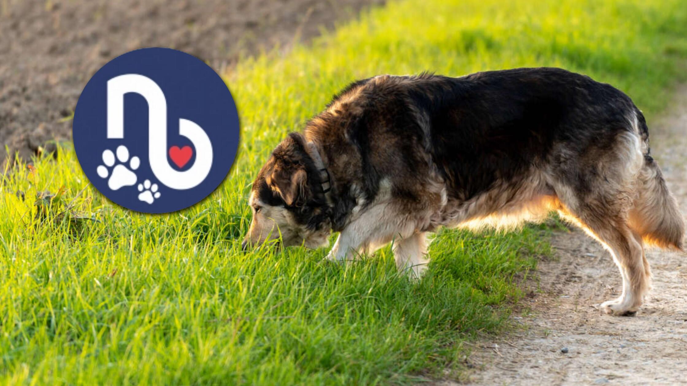Du willst keine Tiergeschichten aus der Region und der ganzen Welt verpassen? Über unseren Tiere-WhatsApp-Kanal bleibst du immer auf dem Laufenden und verpasst keine Neuigkeiten mehr. Mit einem Klick auf das Foto kommst du direkt zum WhatsApp-Channel.